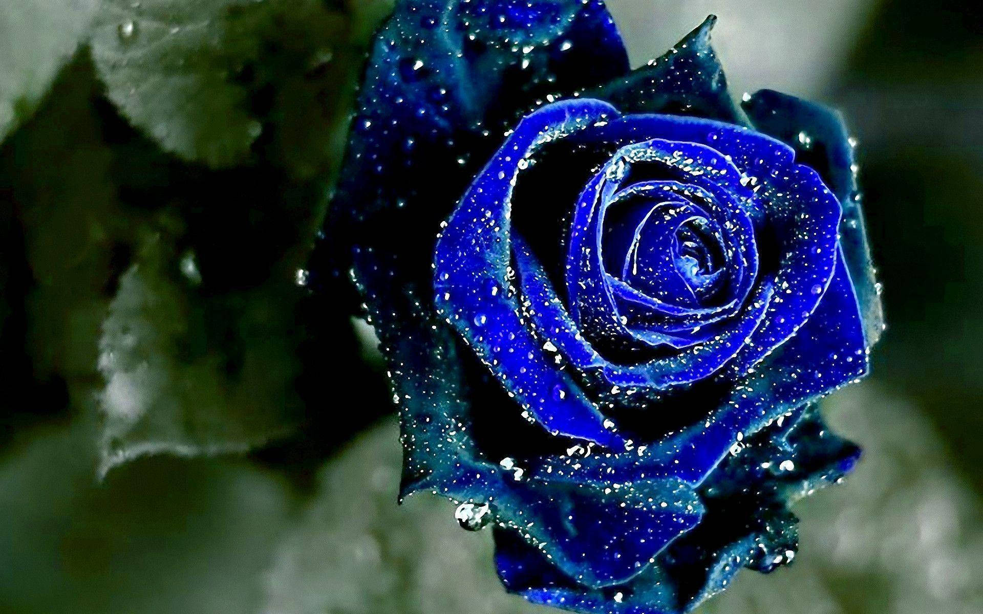 Rosa Azul Estética Fondos de pantalla
