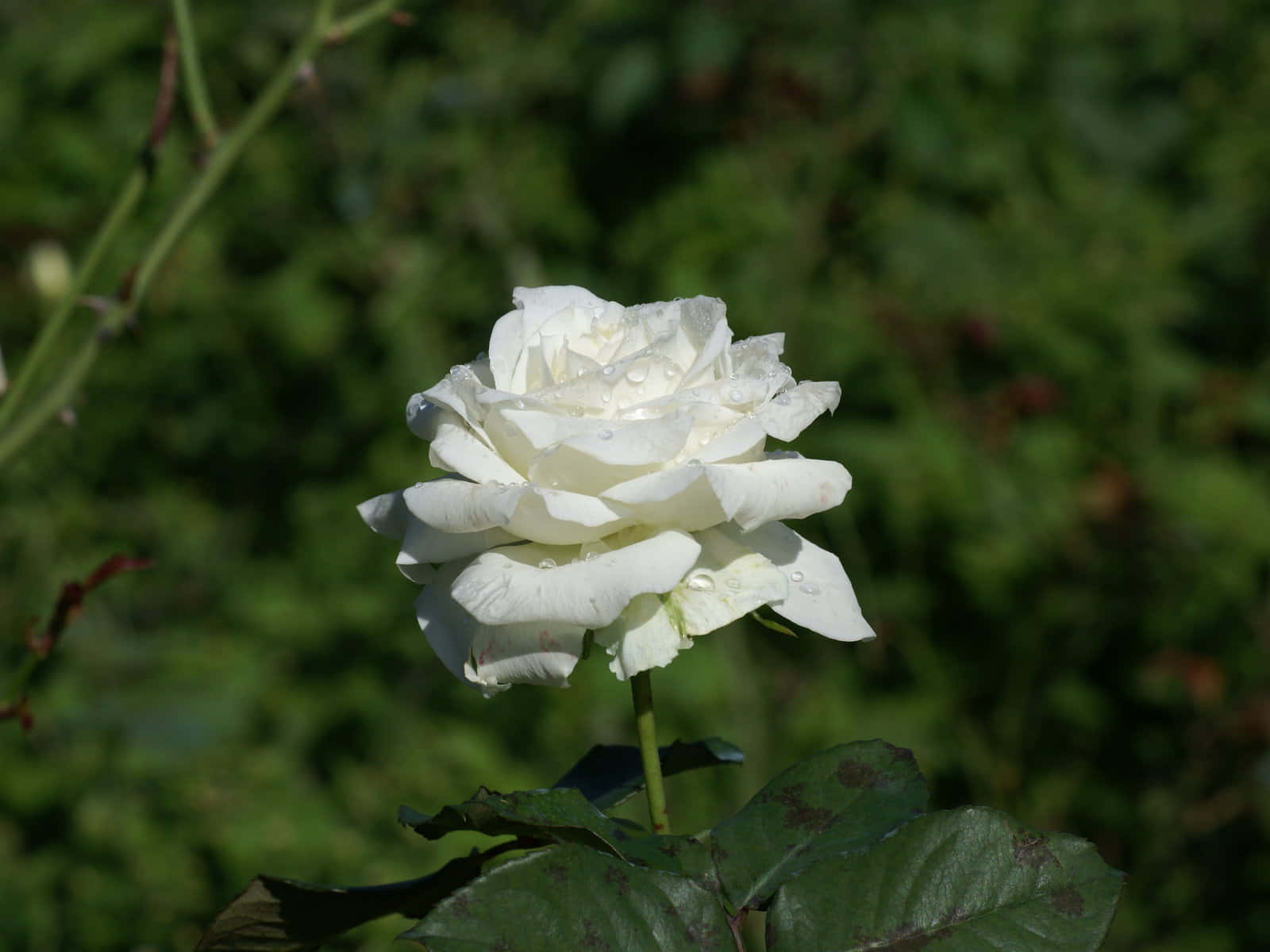 Rosa blanca bajo el sol imágenes Fondos de pantalla