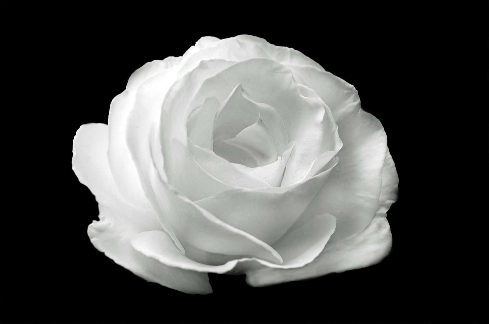Rosa Blanca Estética en Blanco y Negro Fondos de pantalla