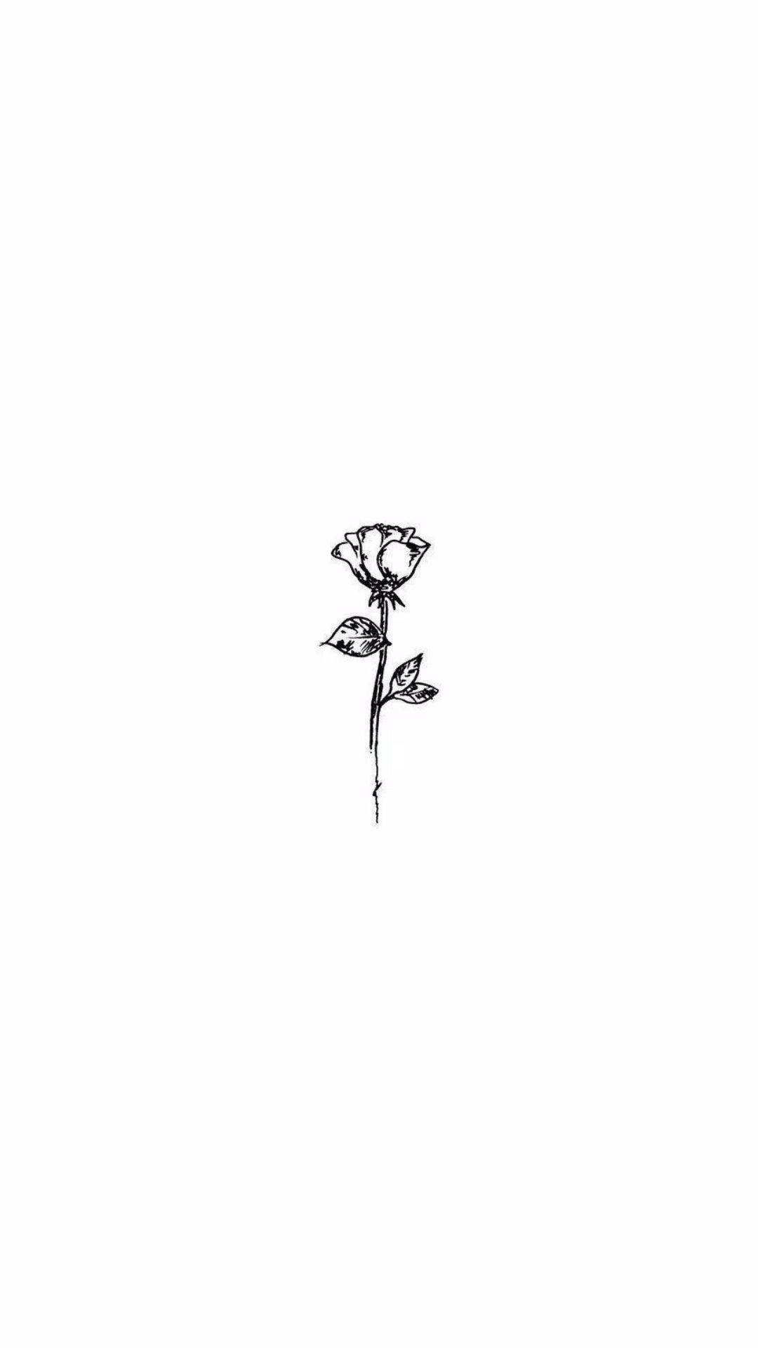 Rosa blanca estética Fondos de pantalla