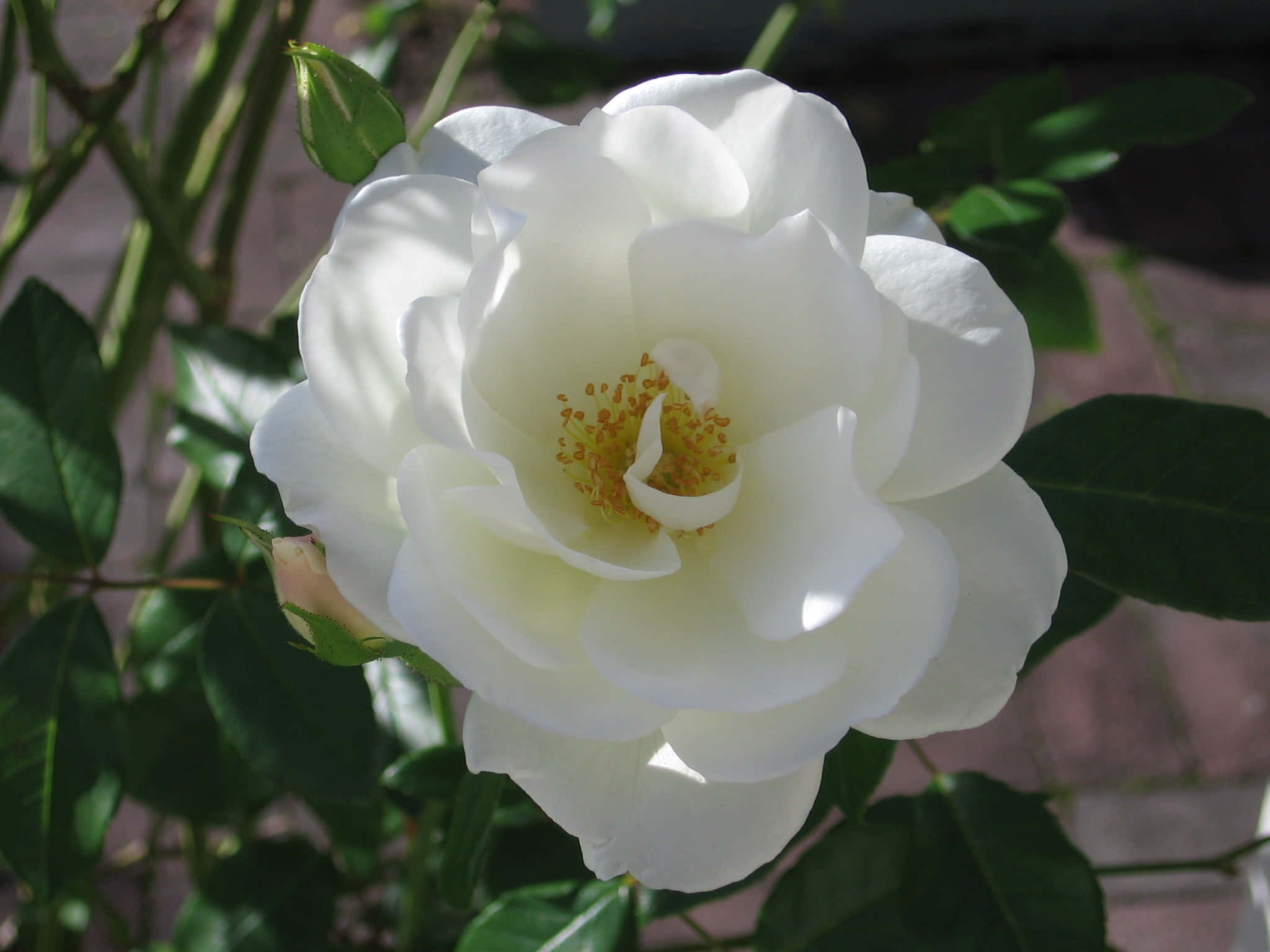 Rosa blanca floreciendo Fondos de pantalla