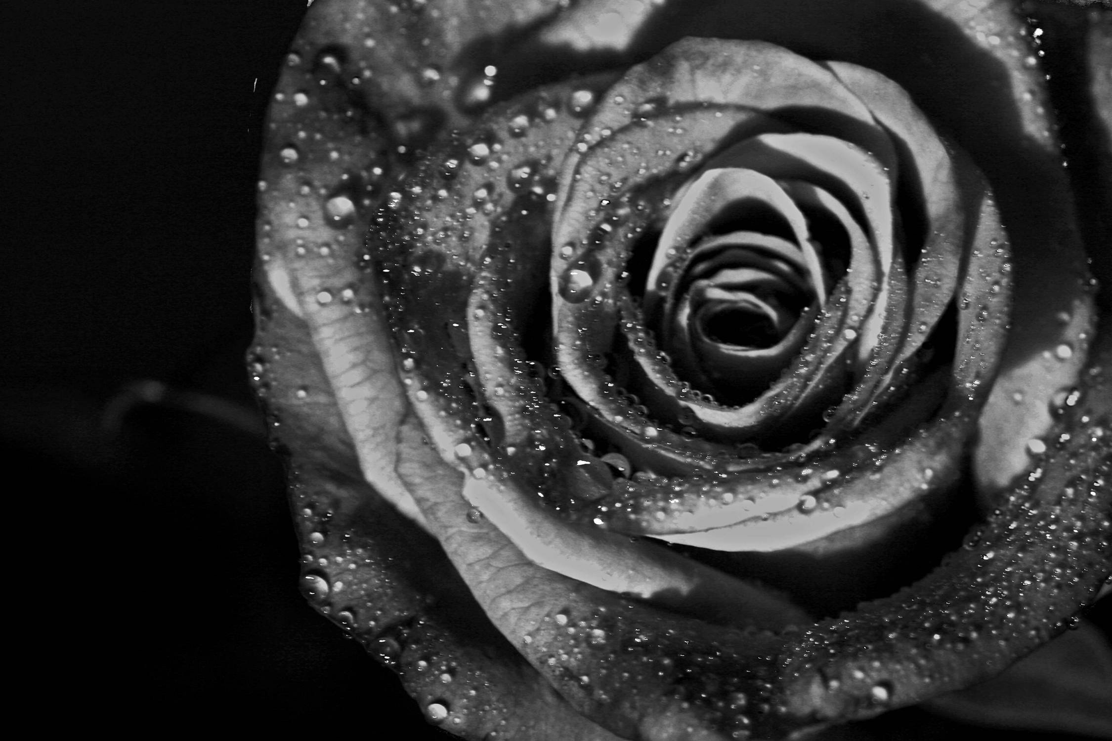 Rosa blanca y negra con gotas de agua Fondos de pantalla
