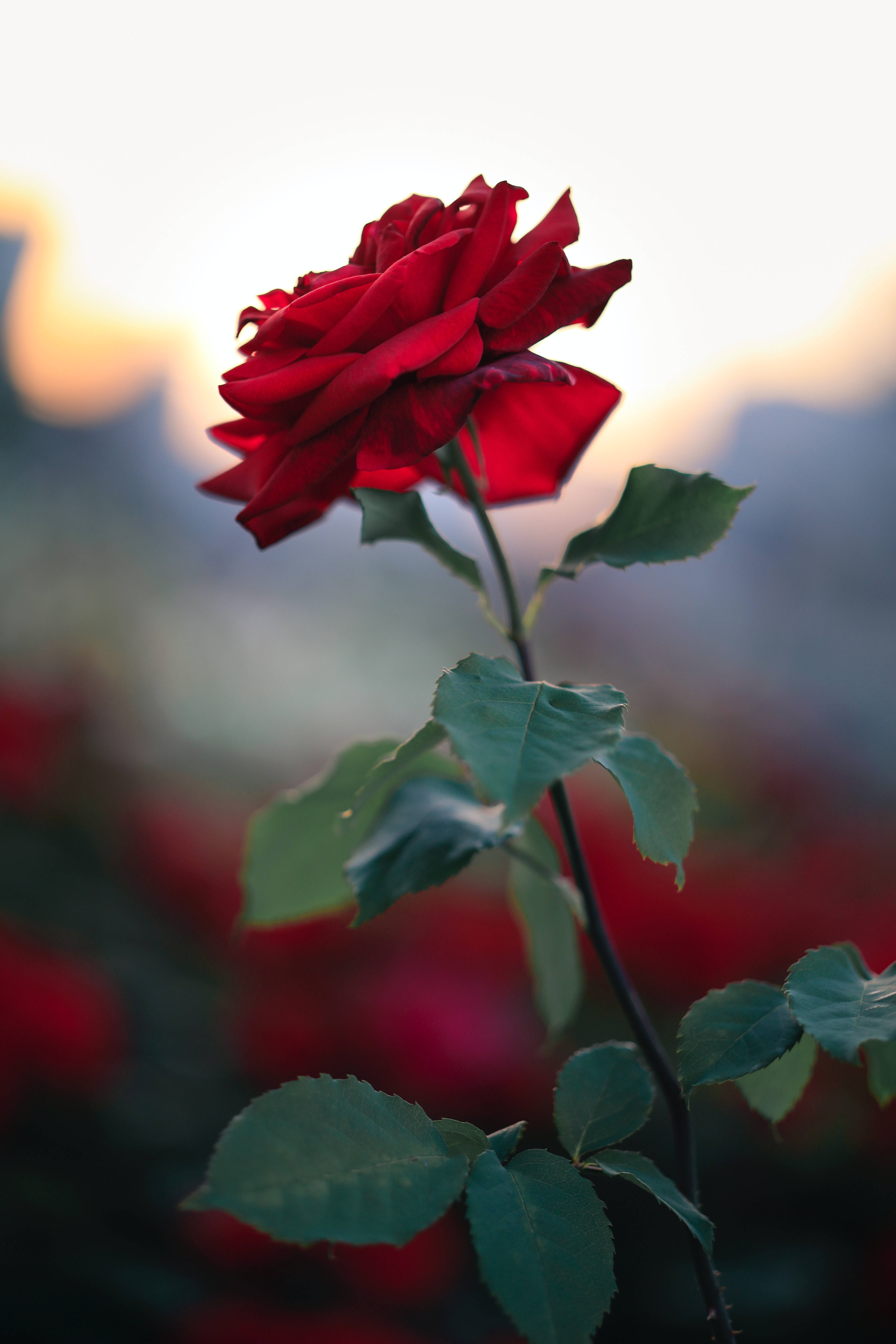 Rosa en foco selectivo estética Fondos de pantalla