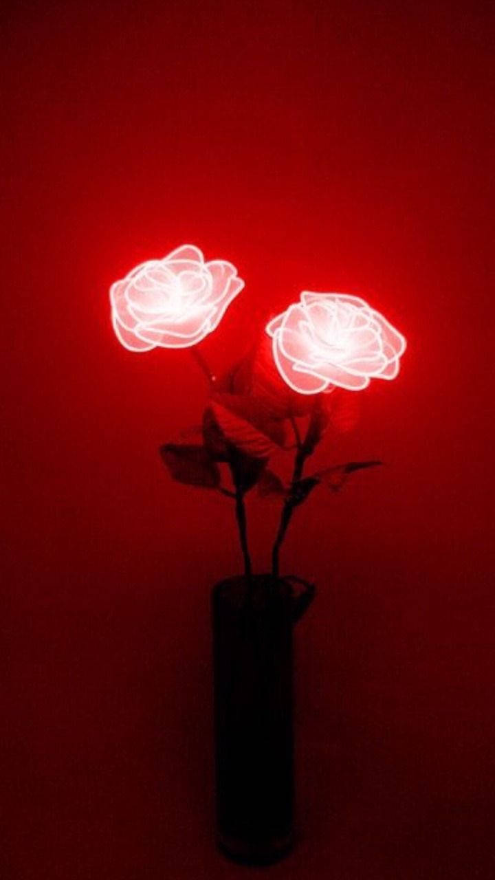 Rosa en rojo oscuro Fondos de pantalla