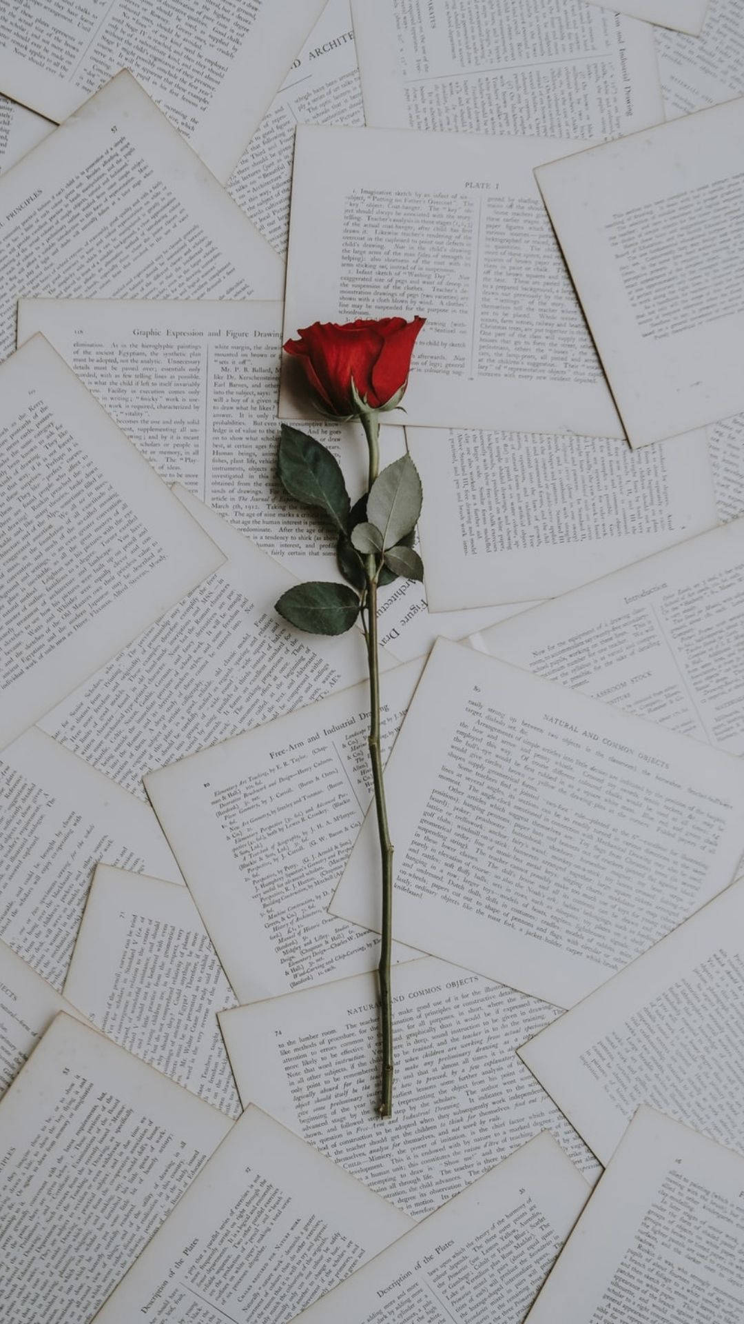 Rosa estética del amor Fondos de pantalla