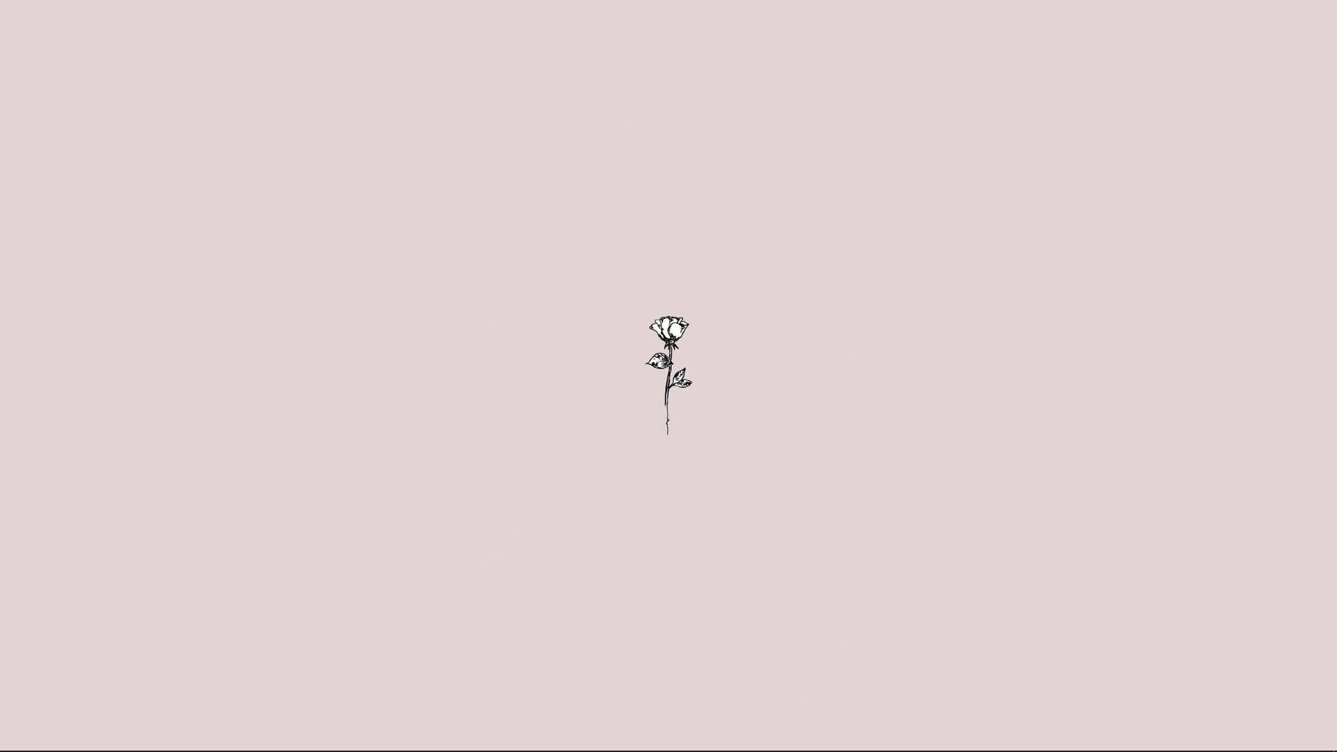Rosa estética simple Fondos de pantalla