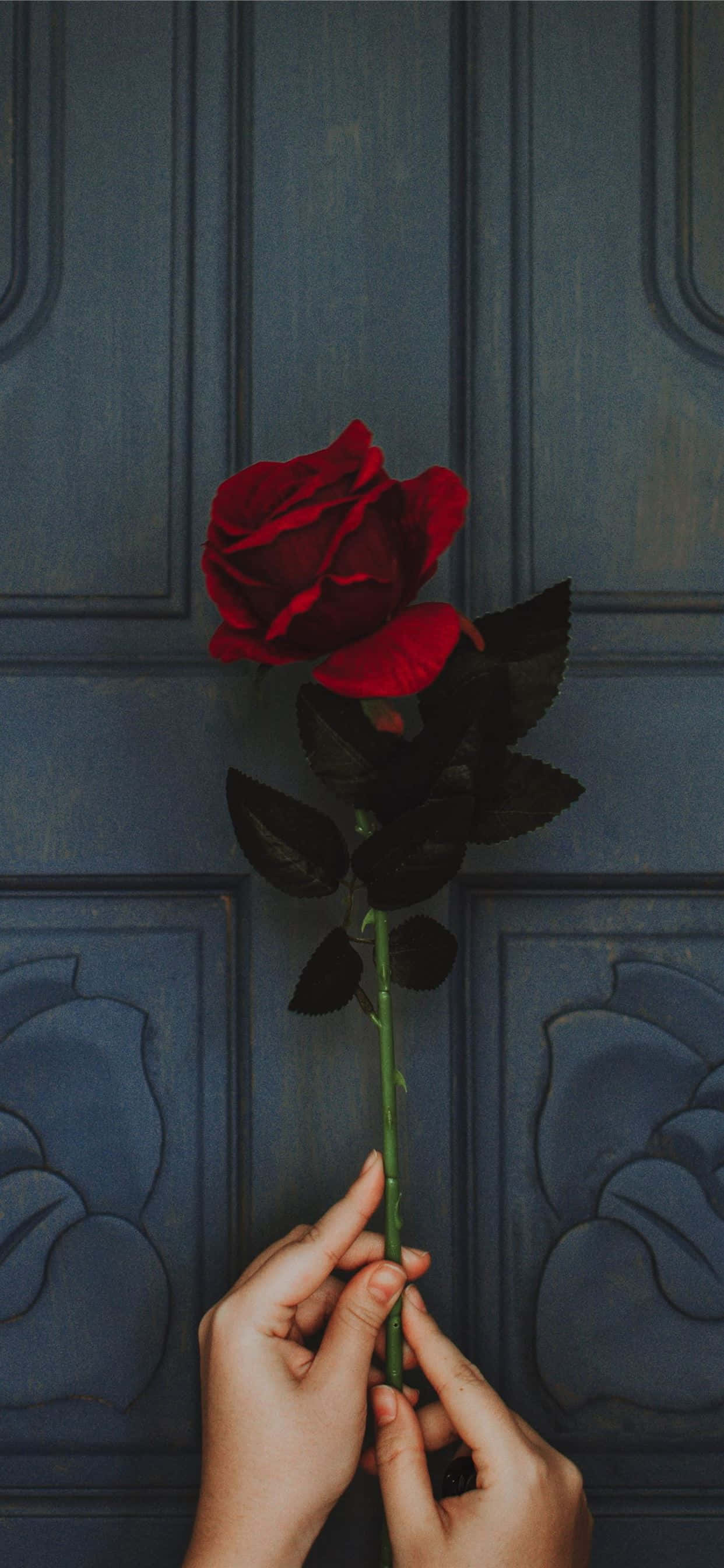 Rosa Florecida con Elegancia Fondos de pantalla