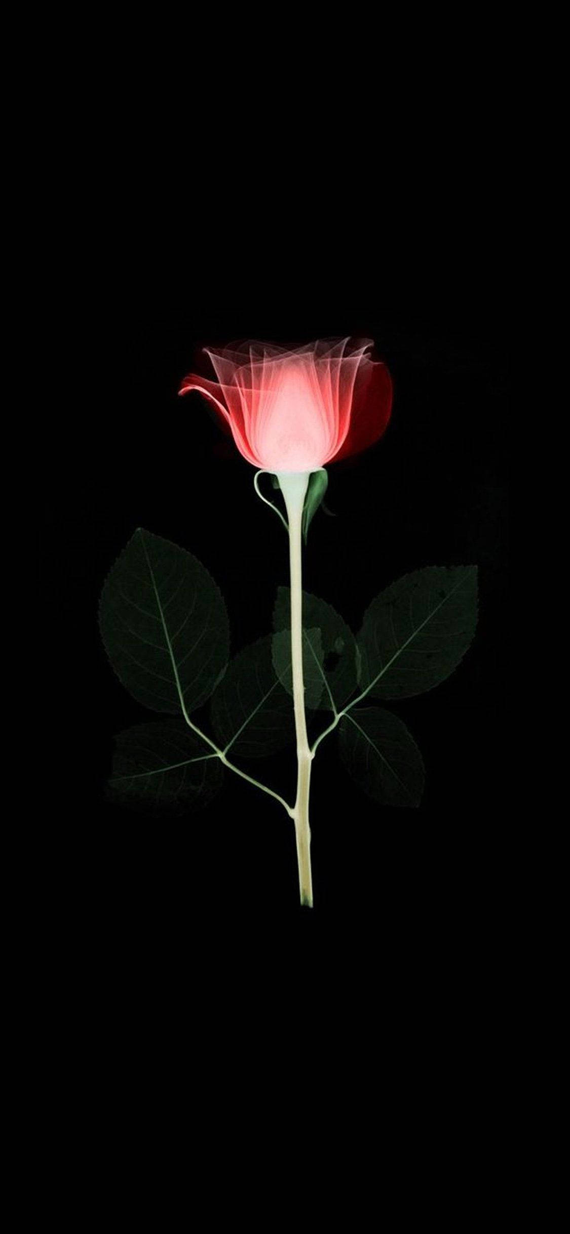 Rosa Infrarroja Flor Manzana Fondos de pantalla