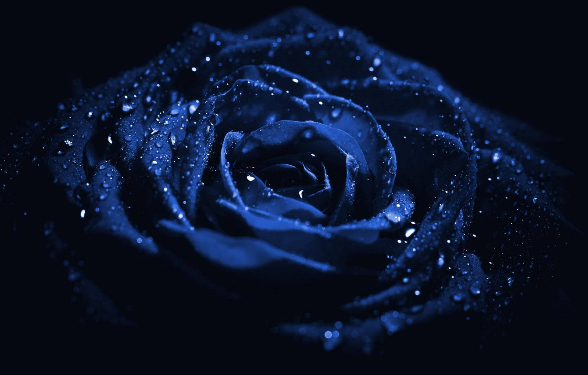 Rosa Macro Estética Azul Oscuro HD Fondos de pantalla