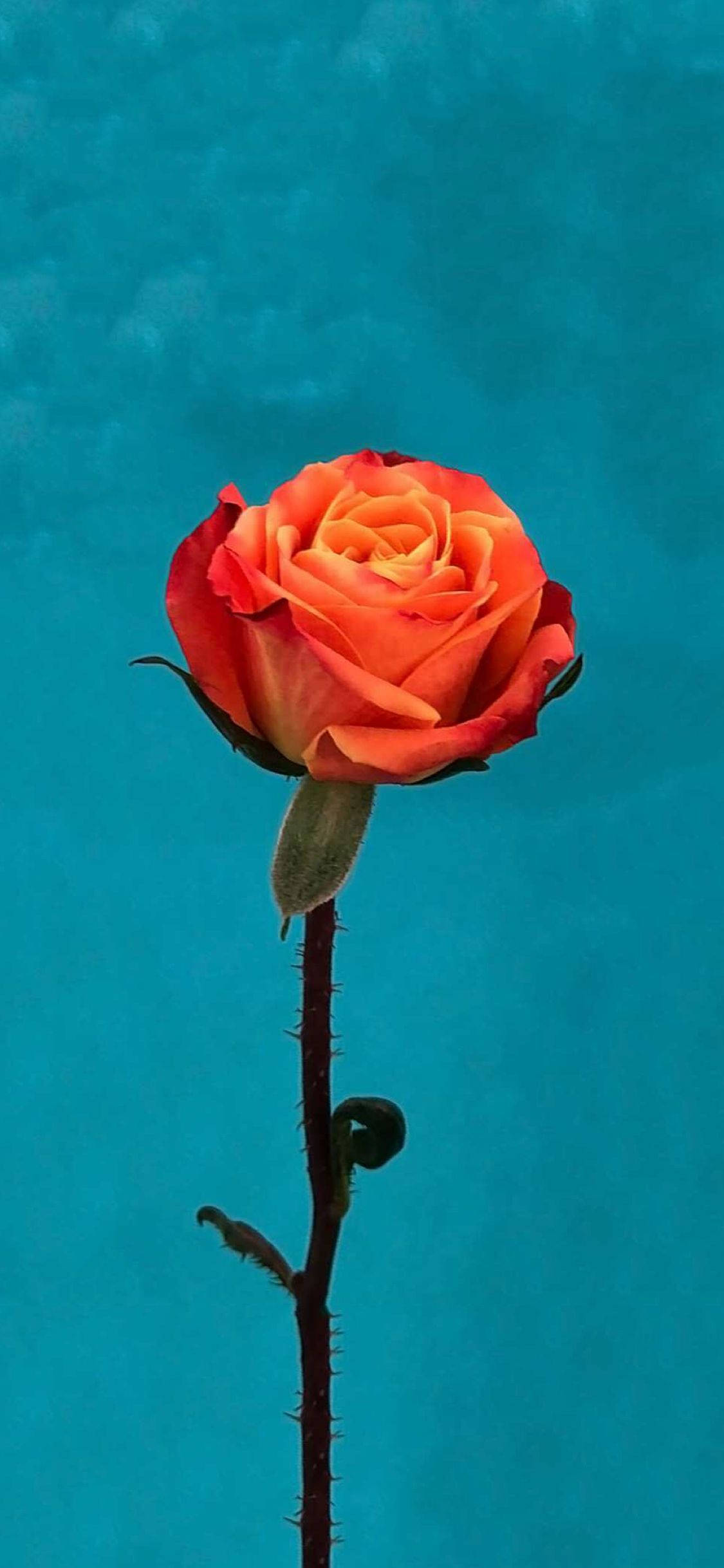 Rosa Naranja Flor Apple Fondos de pantalla