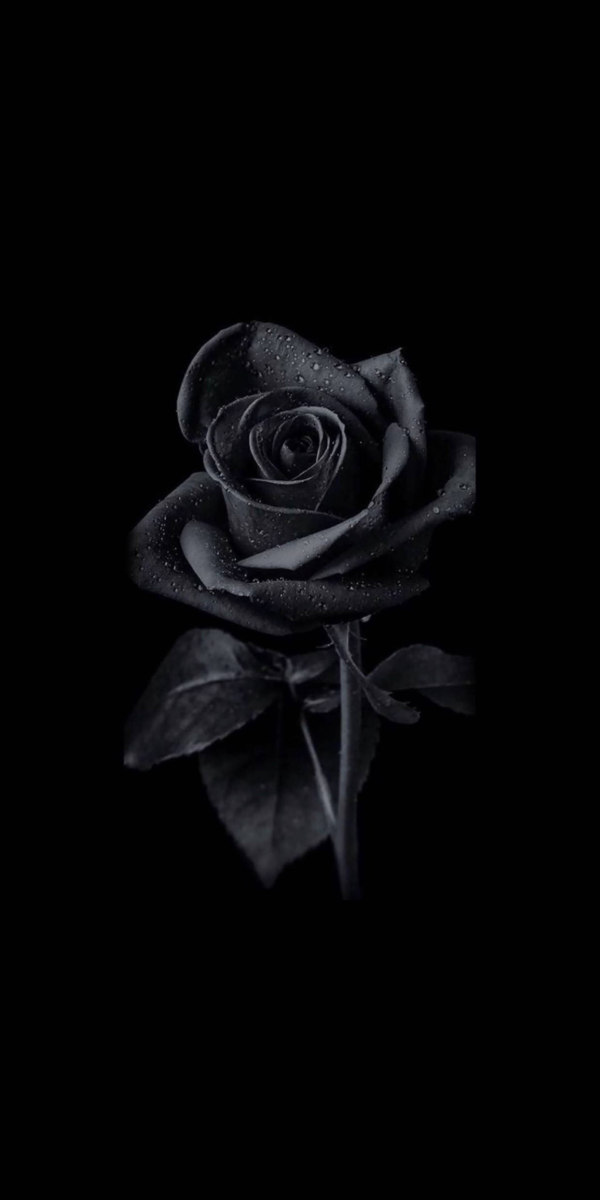 Rosa Negra de Terciopelo Victoriano para iPhone Fondos de pantalla