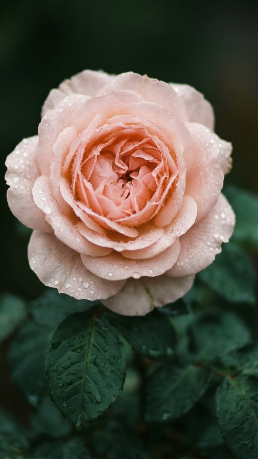 Rosa Pétalo Rosa Fondos de pantalla