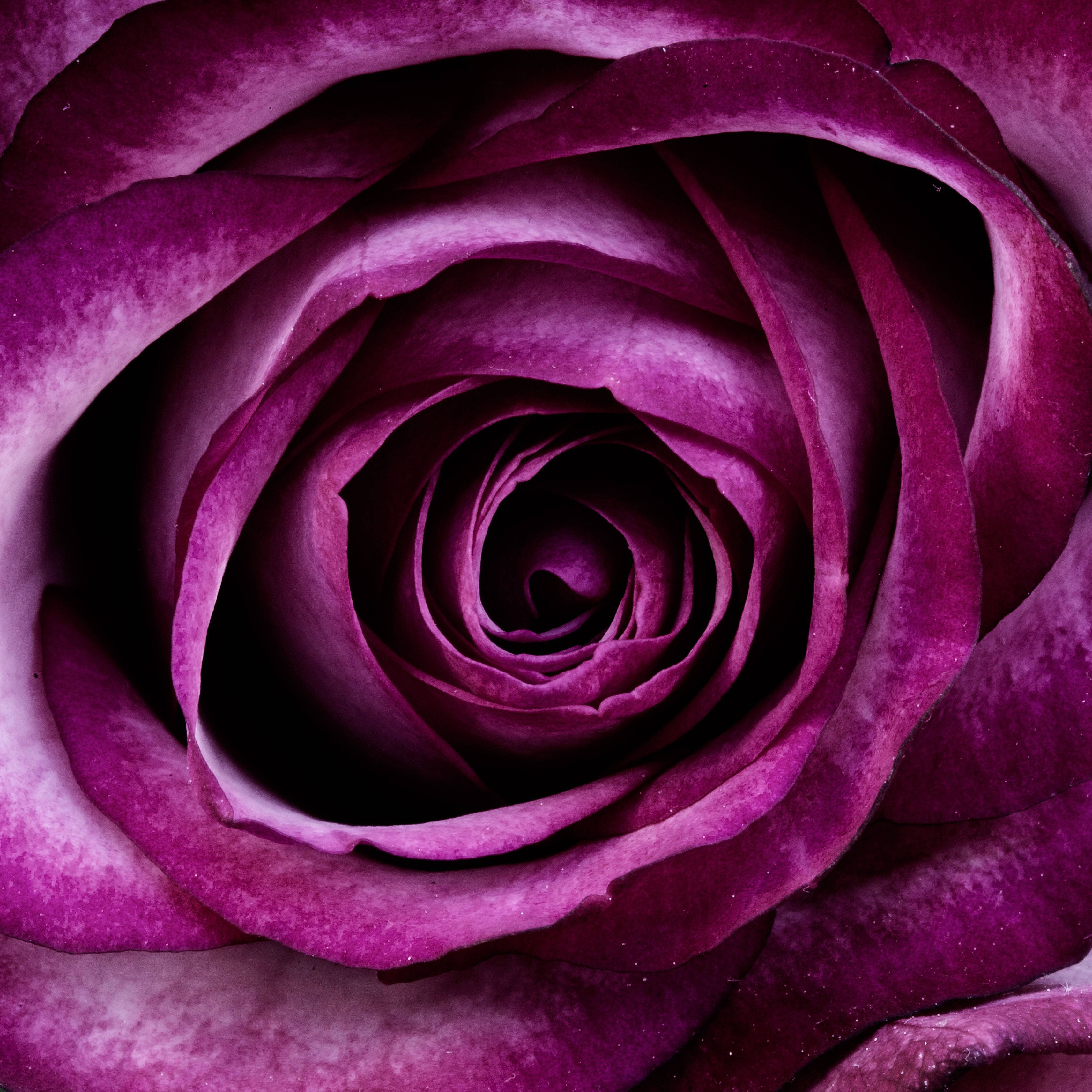 Rosa Púrpura Estética Fondos de pantalla