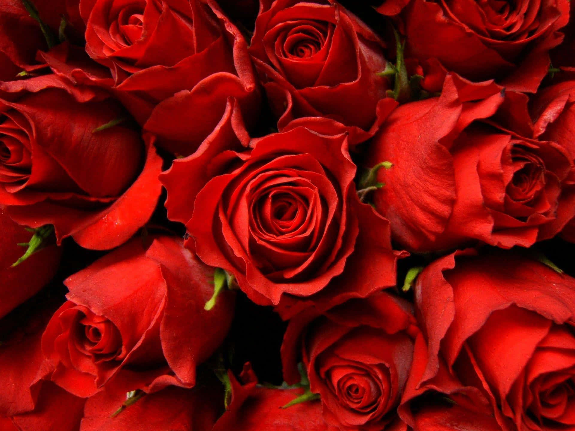Rosa Roja - El Regalo Más Hermoso de la Naturaleza Fondos de pantalla