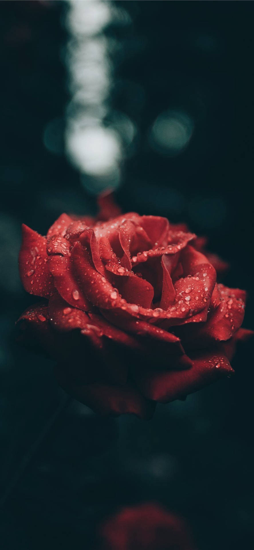 Rosa Roja Estética para iPhone Fondos de pantalla
