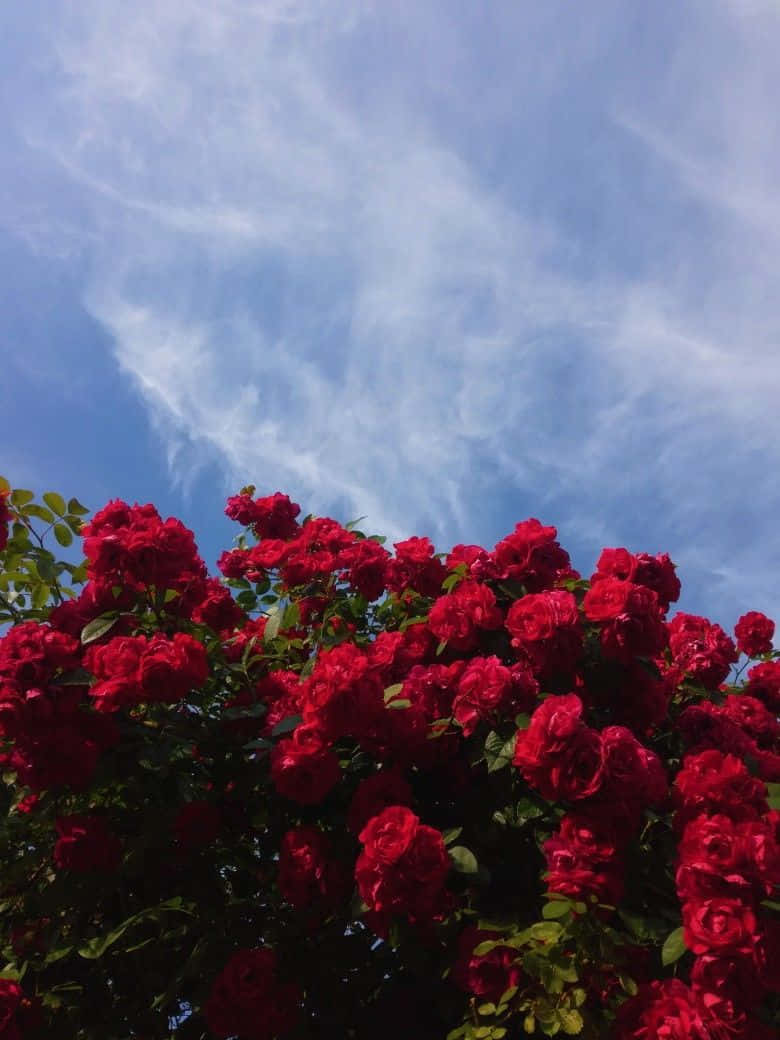 Rosa roja estética en el cielo Fondos de pantalla