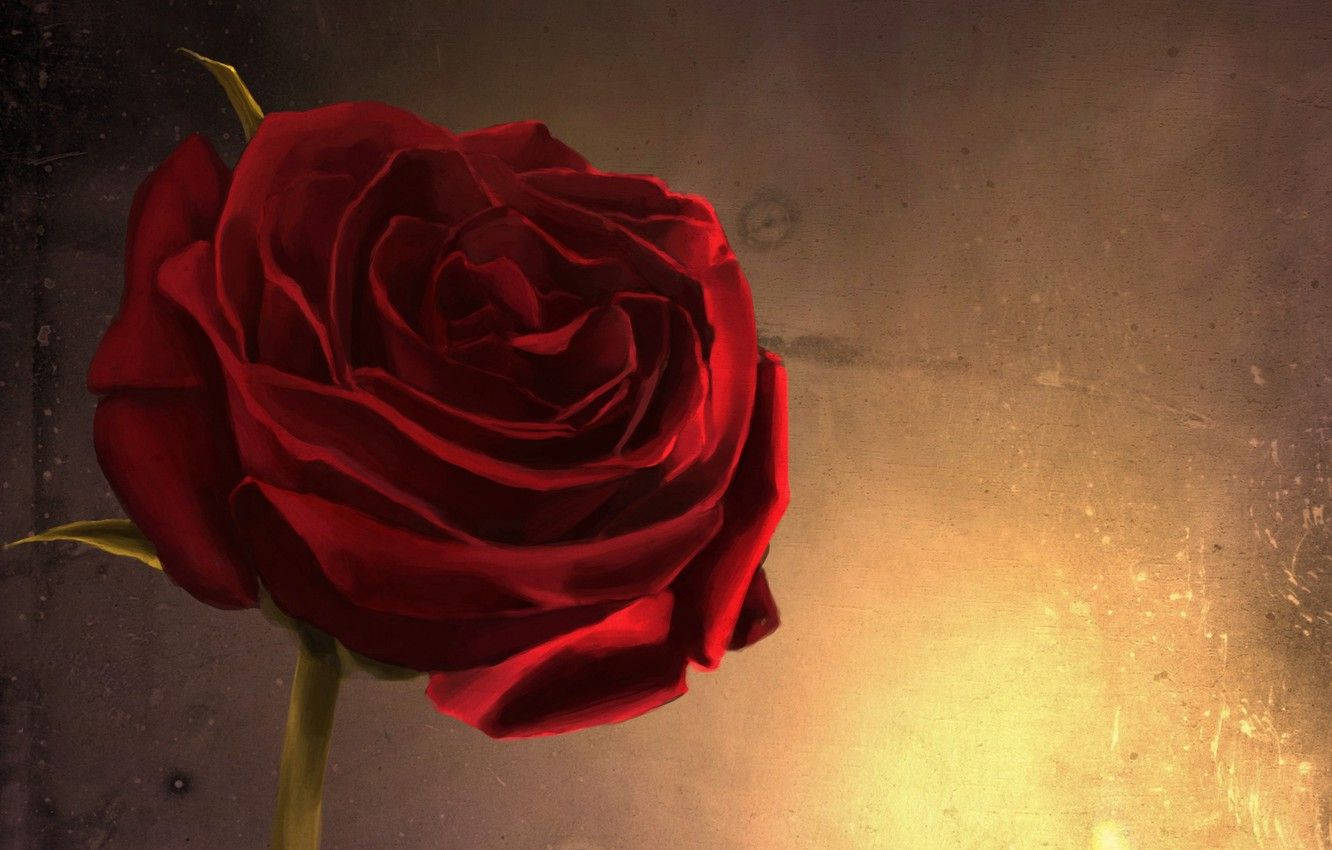 Rosa roja estética en primer plano Fondos de pantalla