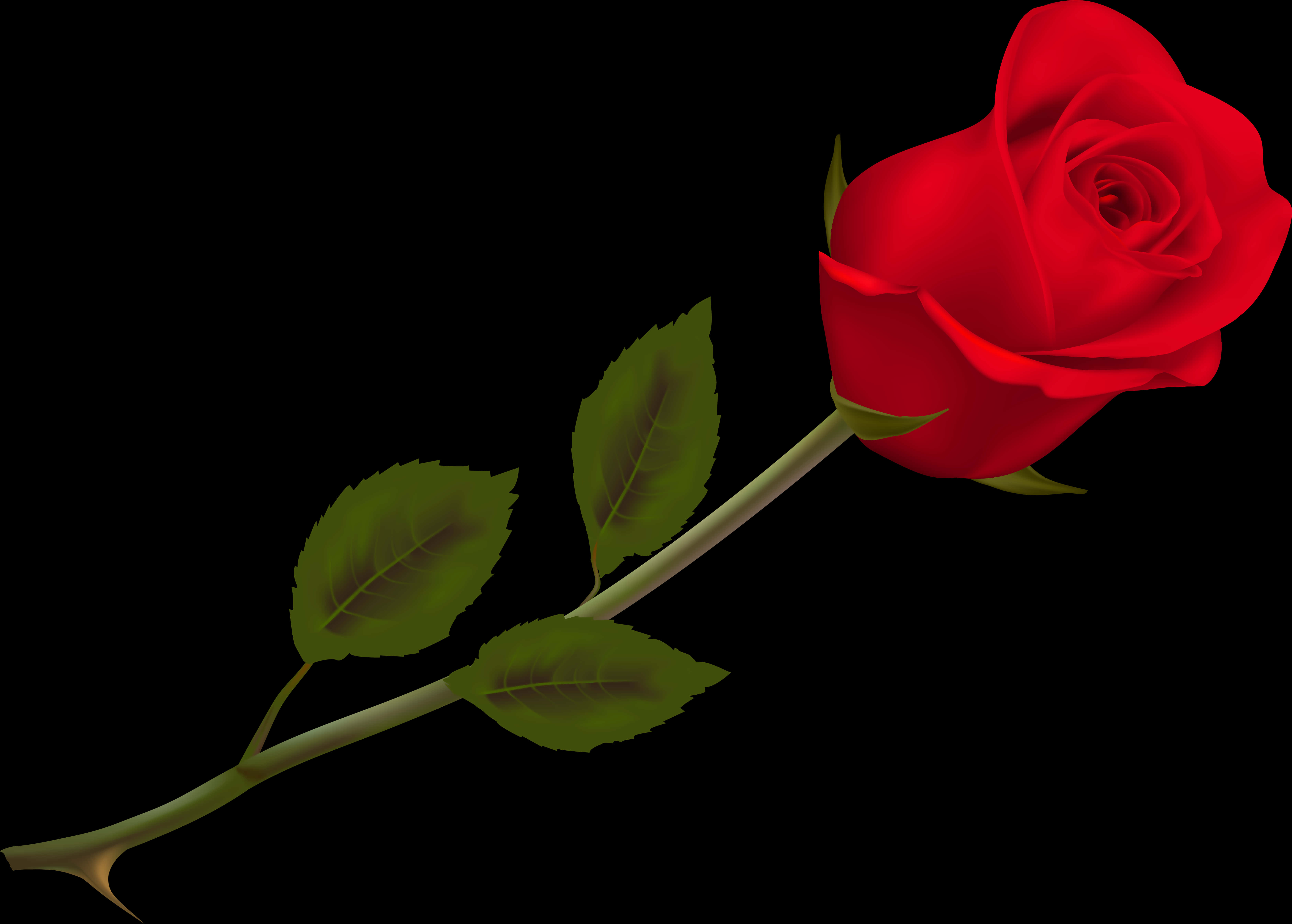 Rosa Roja Fondo Negro Fondos de pantalla