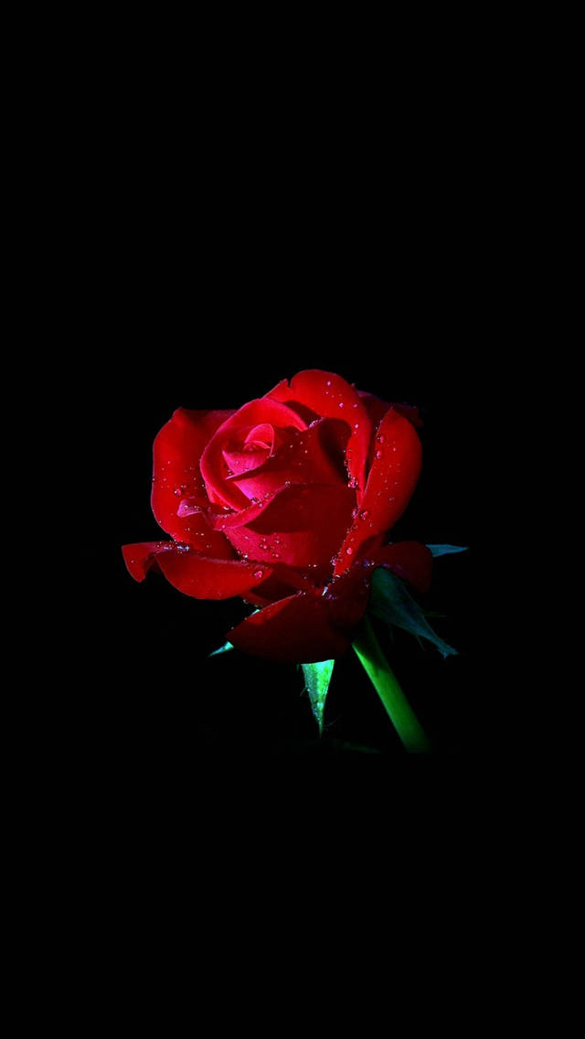 Rosa Roja Fresca iPhone Oscuro Fondos de pantalla