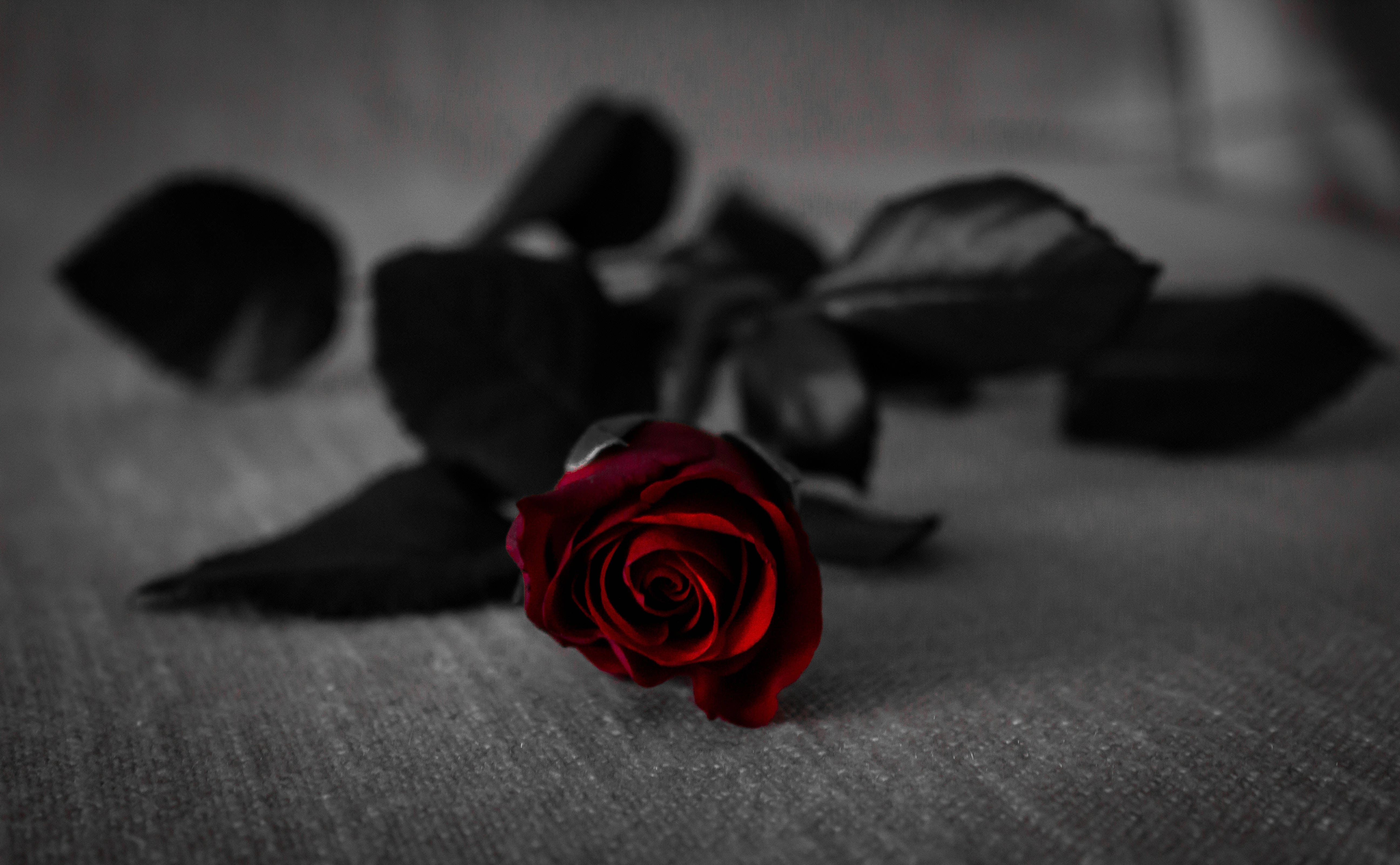 Rosa roja oscura fresca Fondos de pantalla