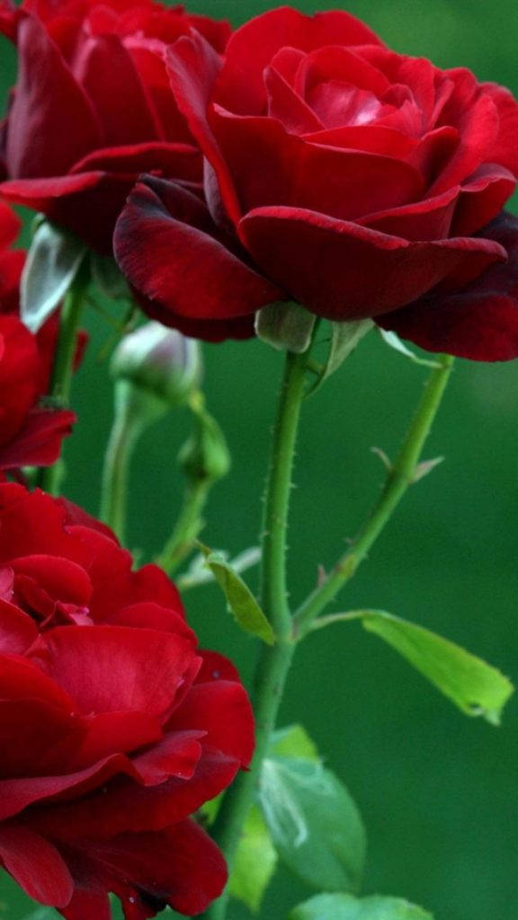 Rosa Roja para iPhone Fondos de pantalla