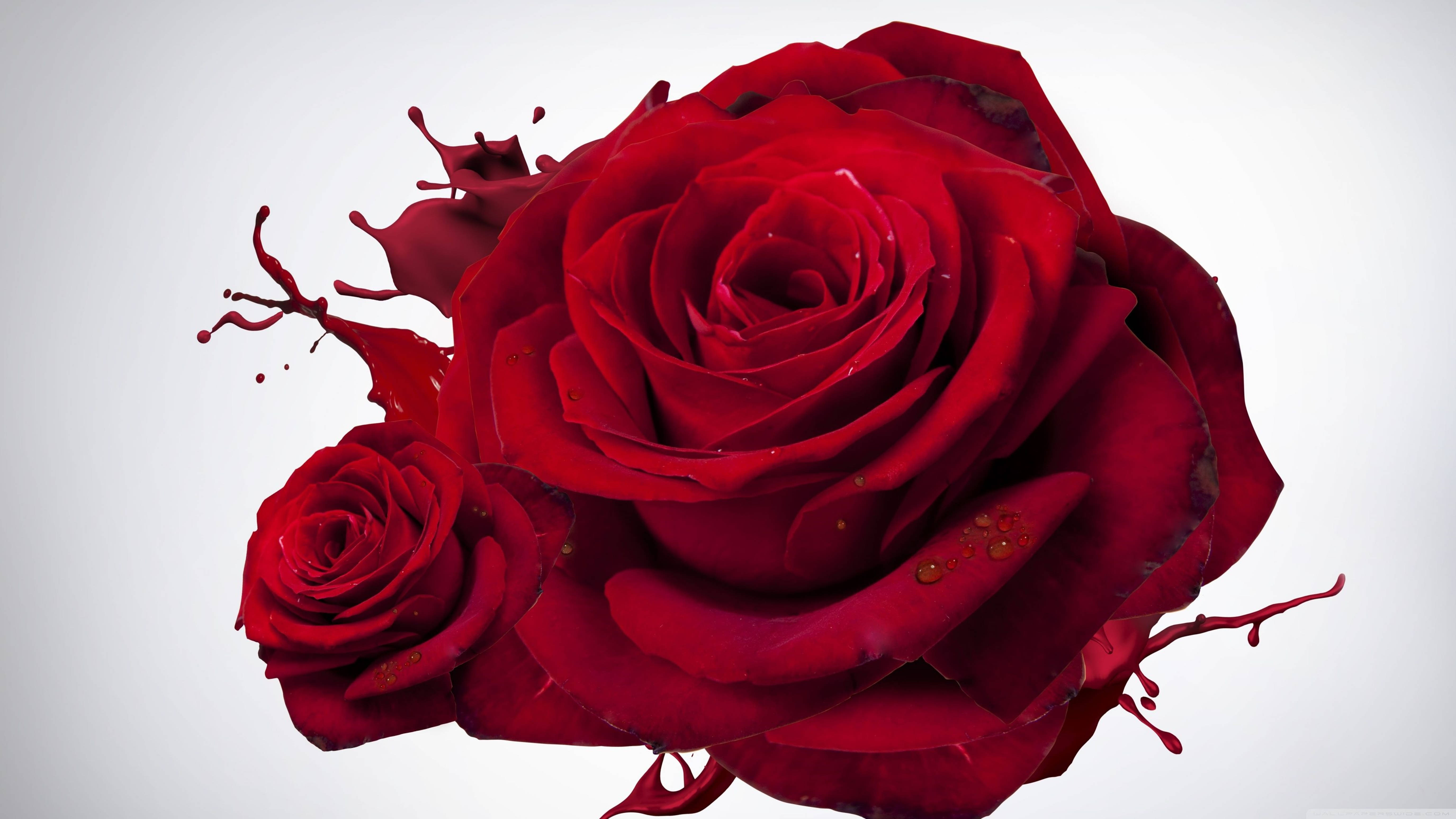 Rosa roja salpicada en 4K Fondos de pantalla