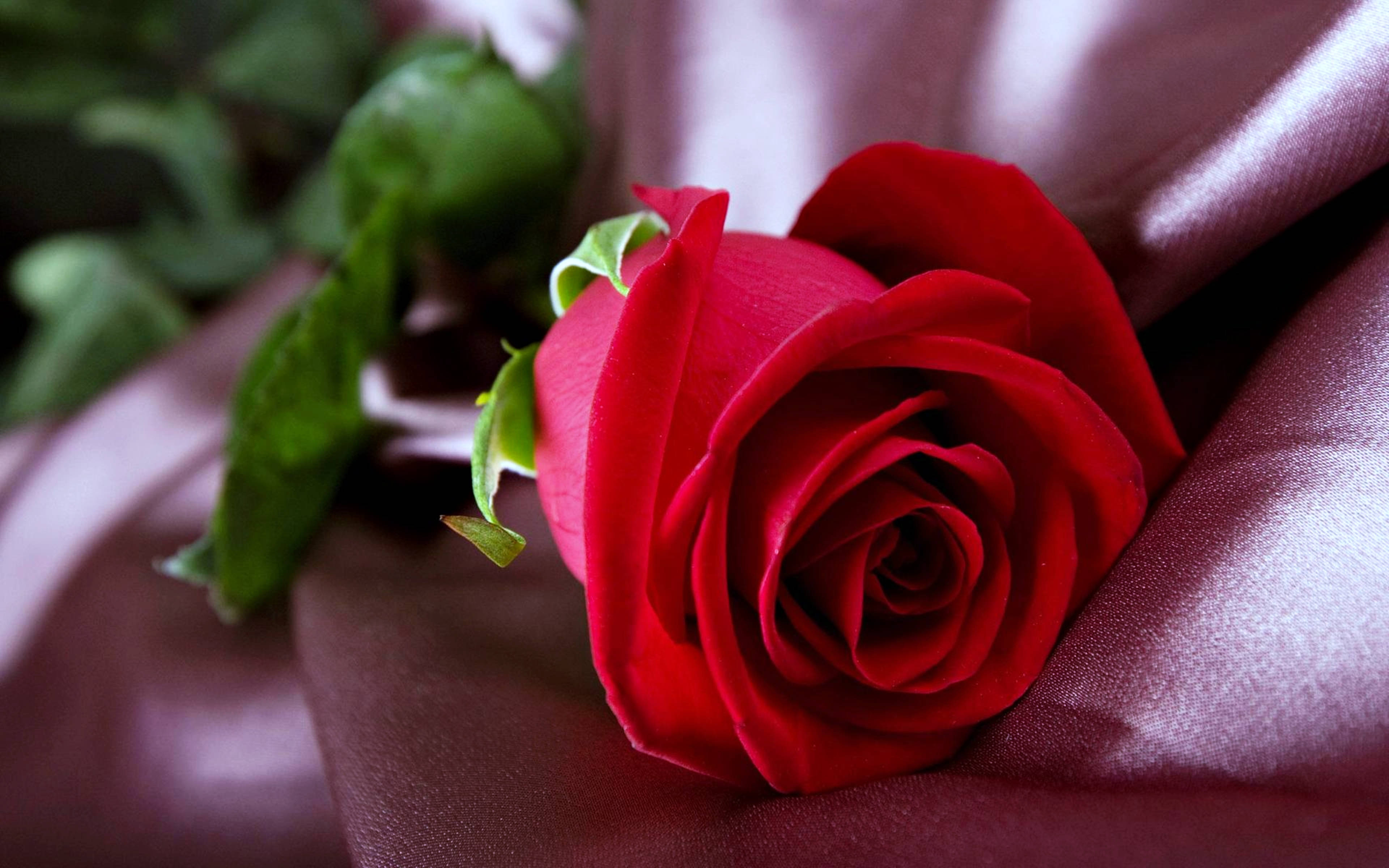 Rosa Roja Sobre Tela Fondos de pantalla
