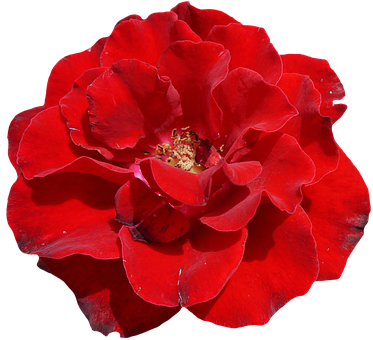 Rosa roja vibrante con fondo negro Fondos de pantalla