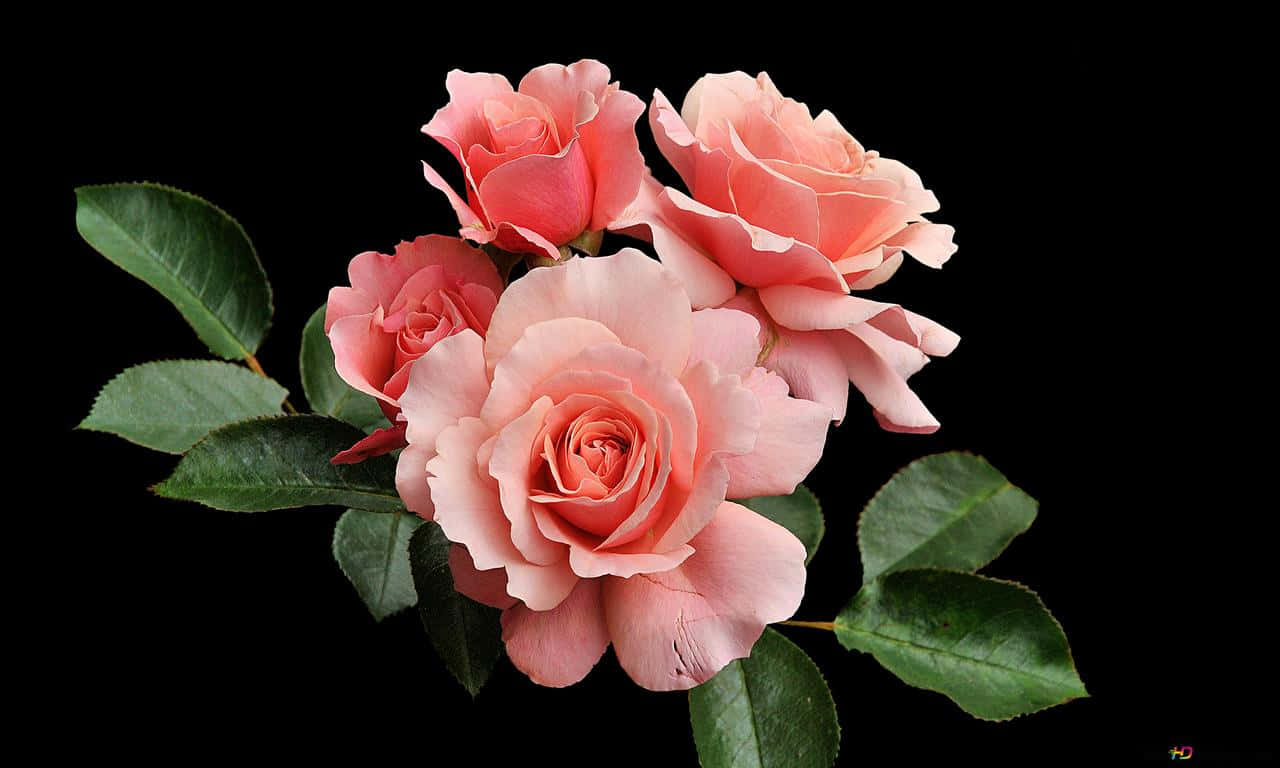 Rosa Rosa 1280x768 Fondos de pantalla