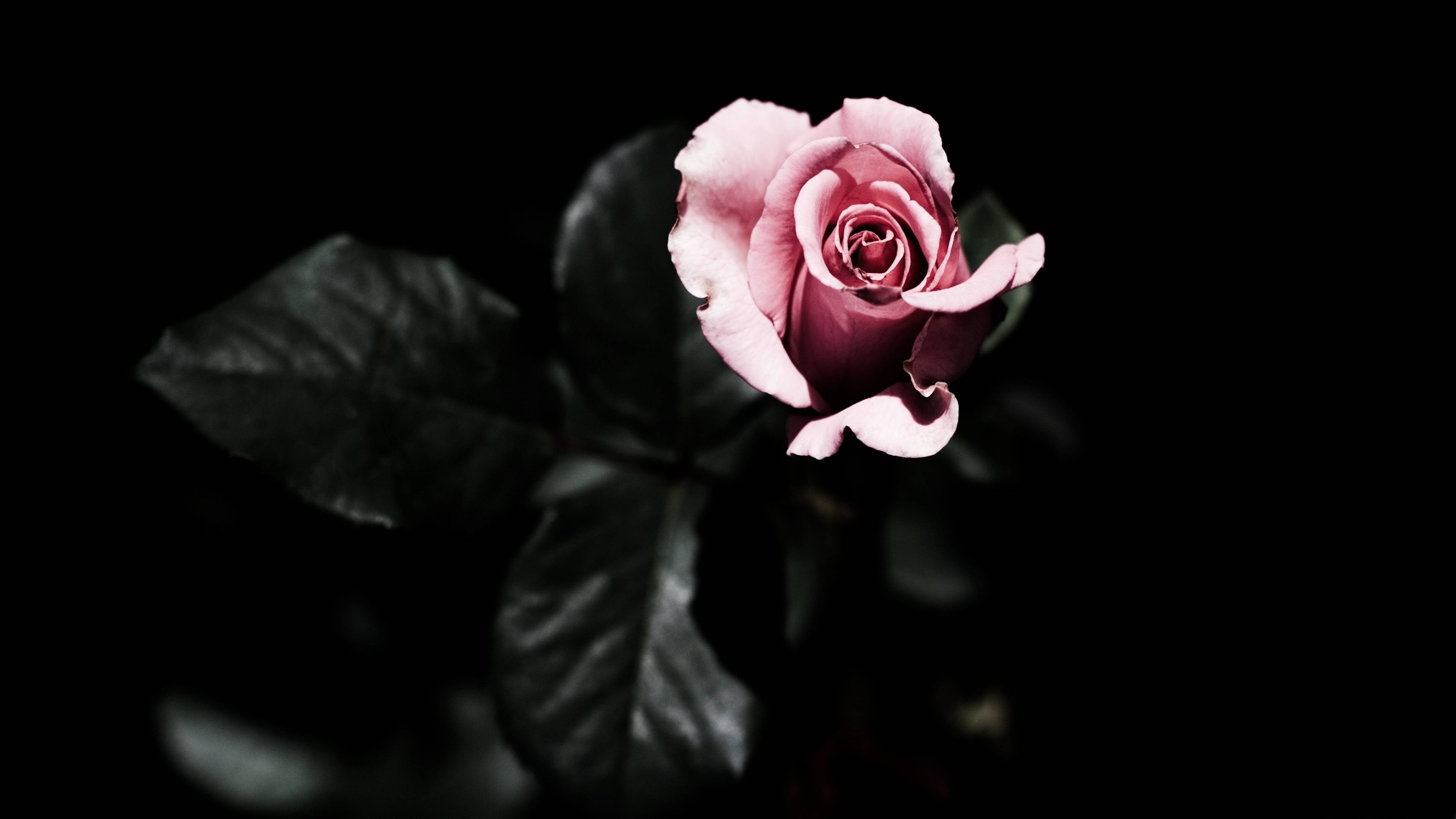 Rosa rosa 4K en la oscuridad Fondos de pantalla
