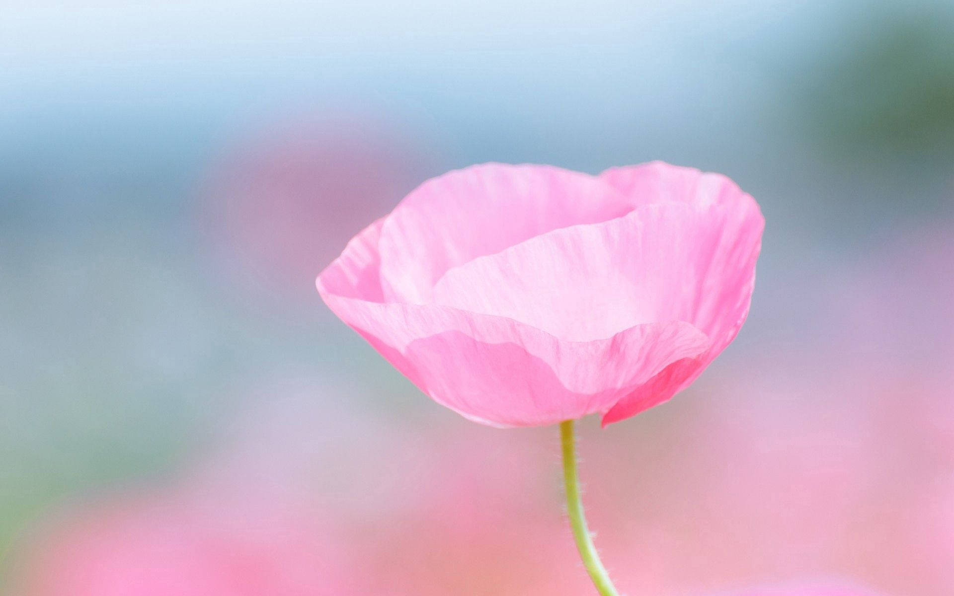 Fondo de pantalla de rosa rosa con pétalos finos