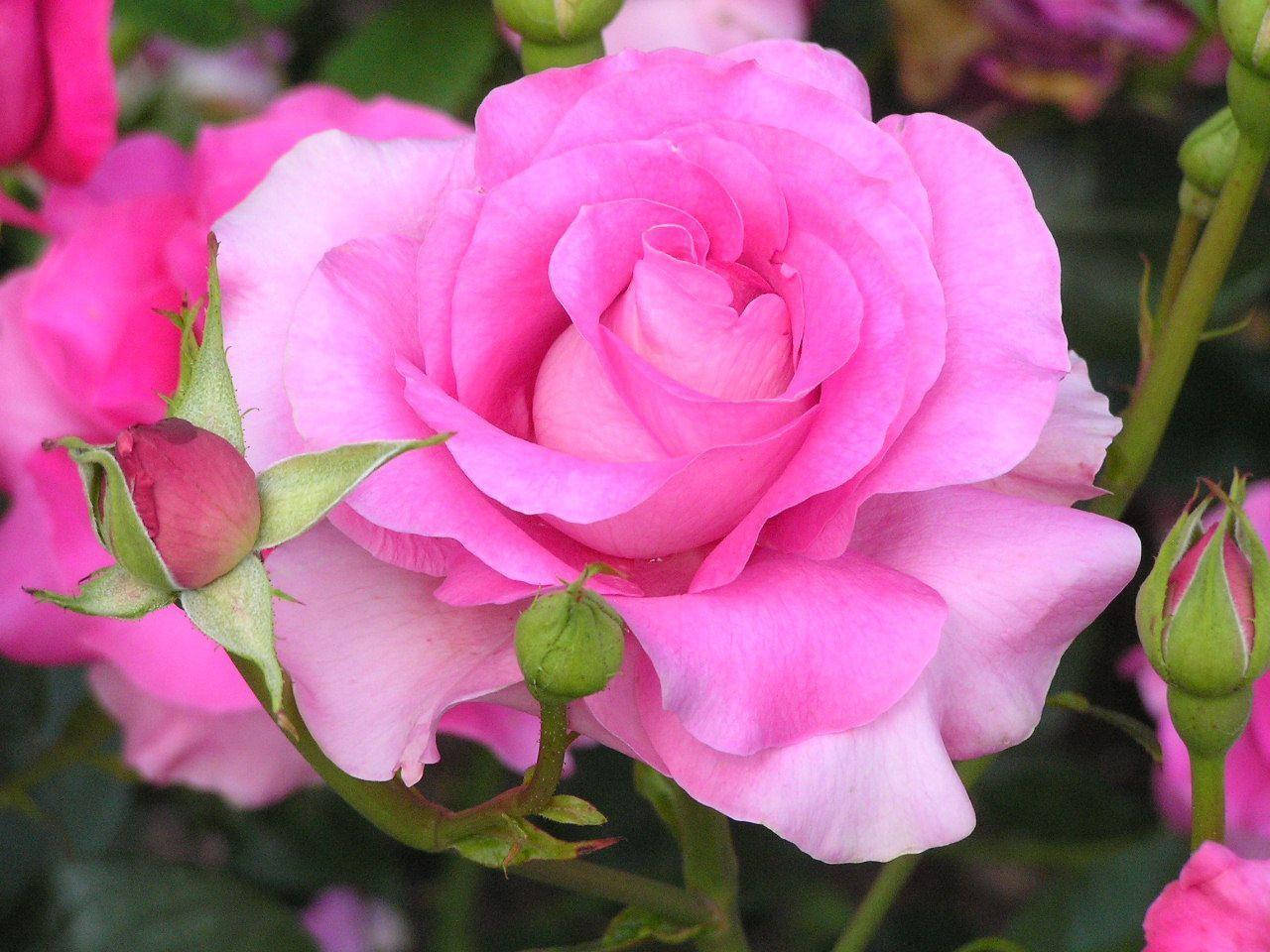 Rosa rosa en plena floración Fondos de pantalla