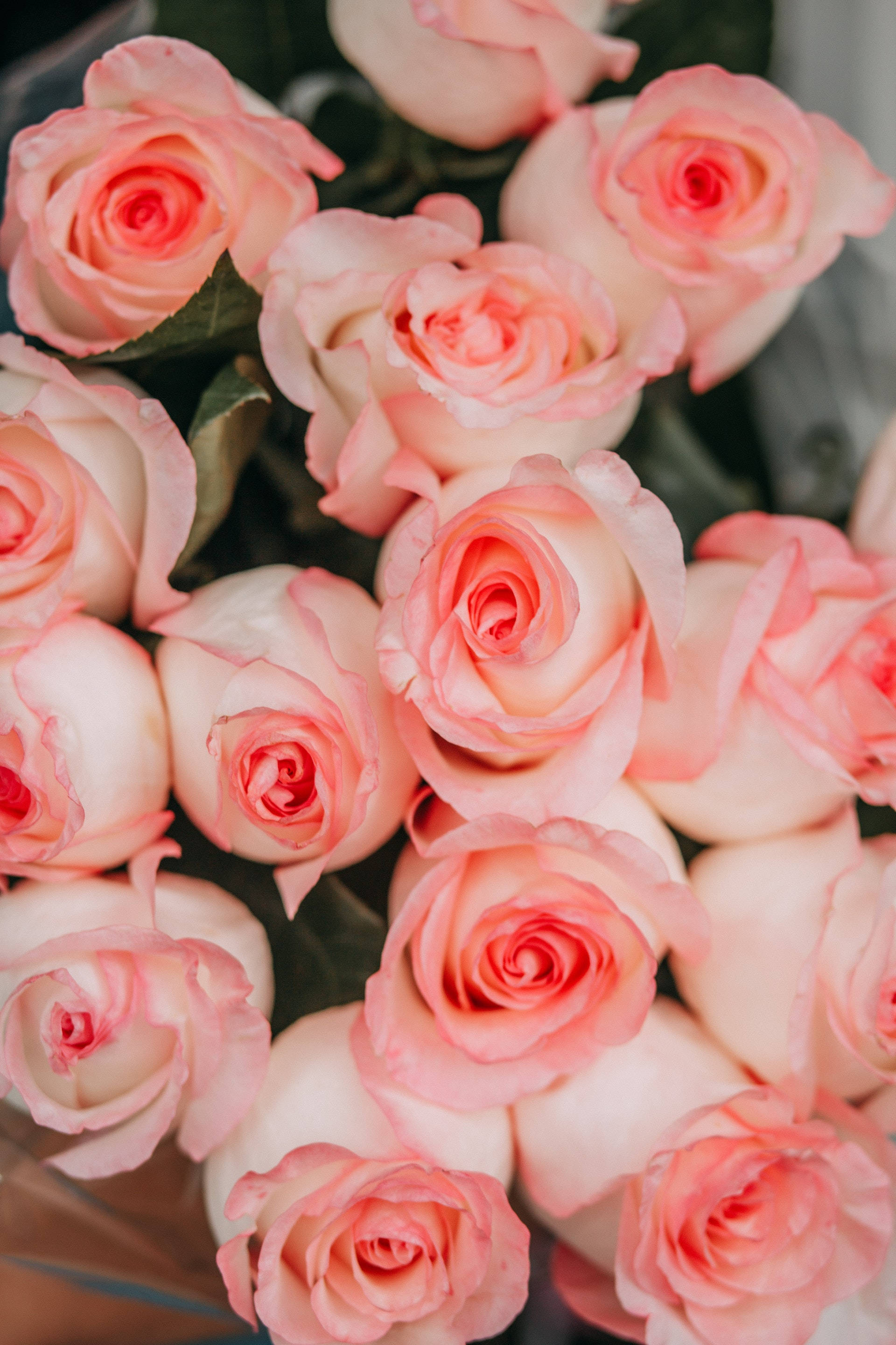 Rosa rosa estética en primer plano Fondos de pantalla