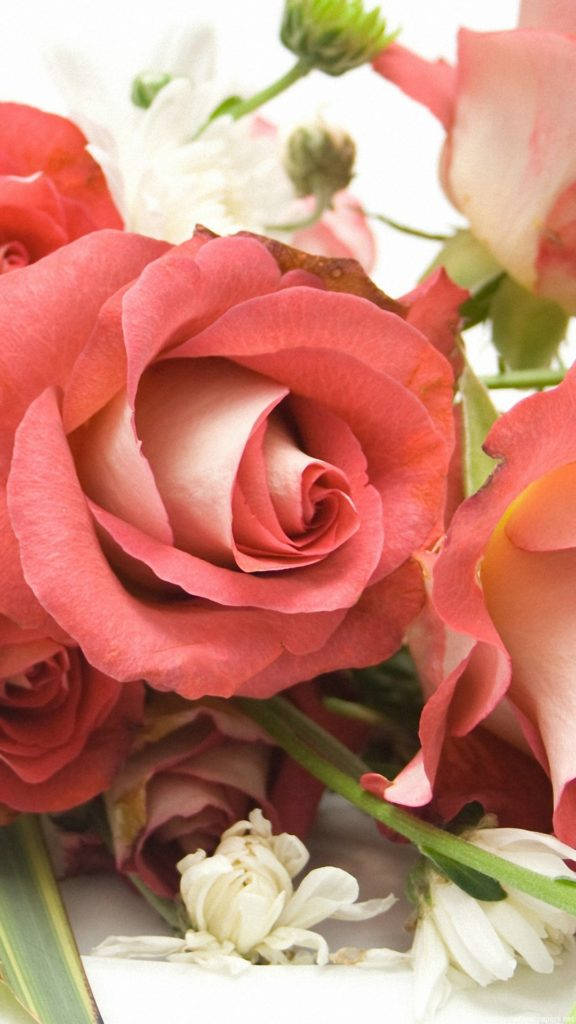 Rosa Rosa para iPhone Fondos de pantalla
