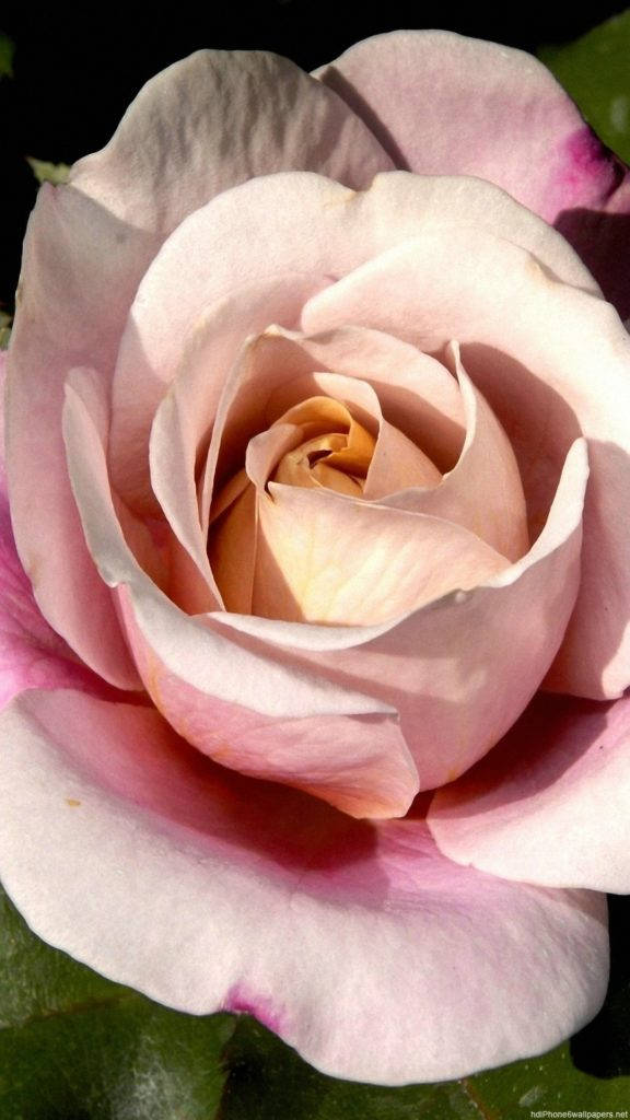 Rosa Rosa para iPhone Fondos de pantalla