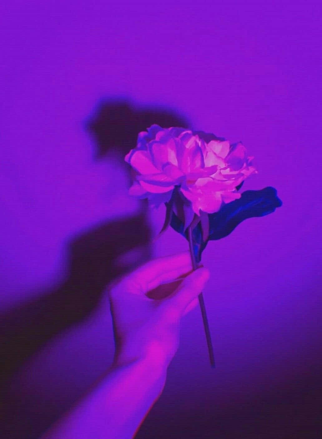 Rosa sostenida en mano con fondo estético morado Fondos de pantalla