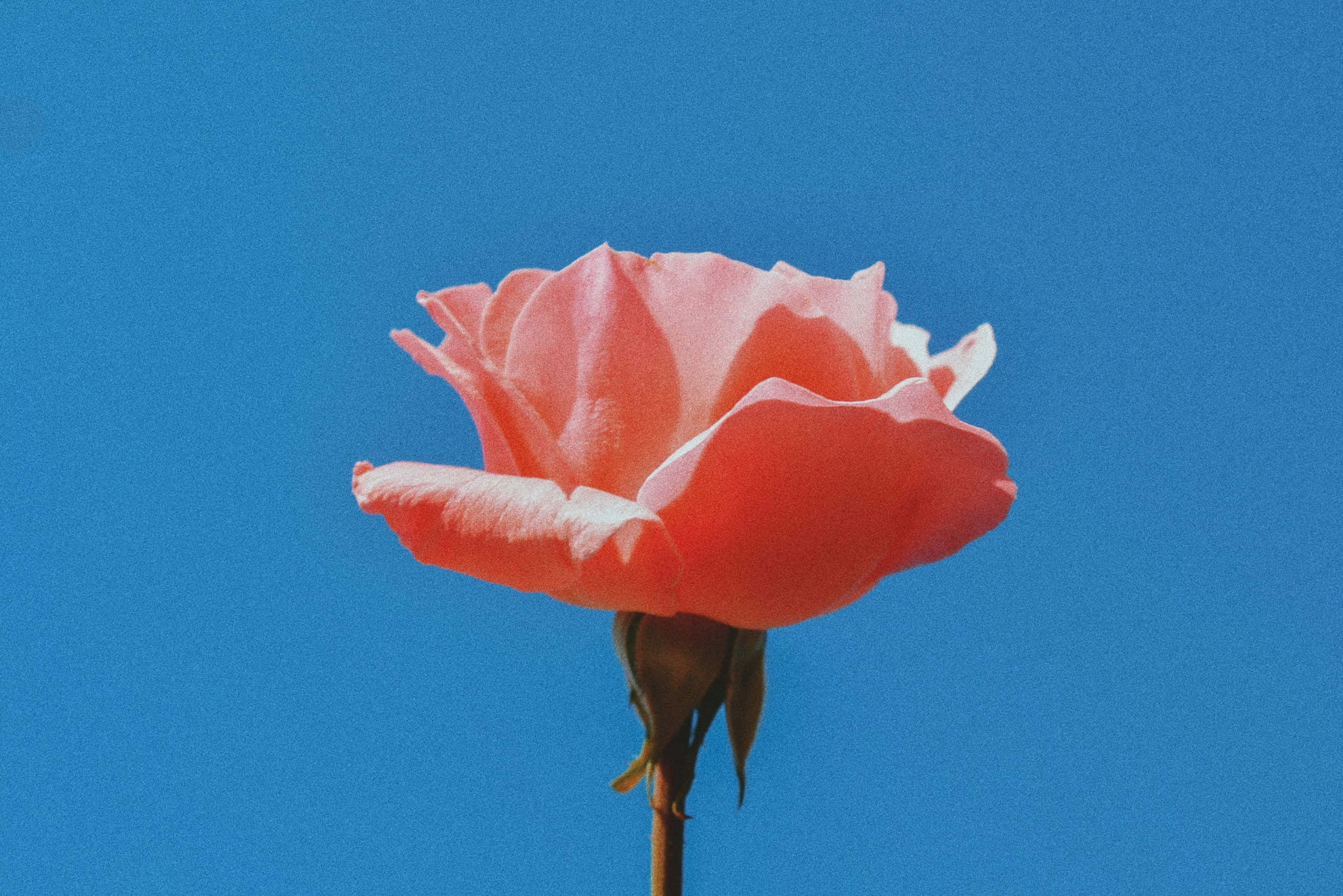 Rosa suave con un toque de elegancia clásica Fondos de pantalla