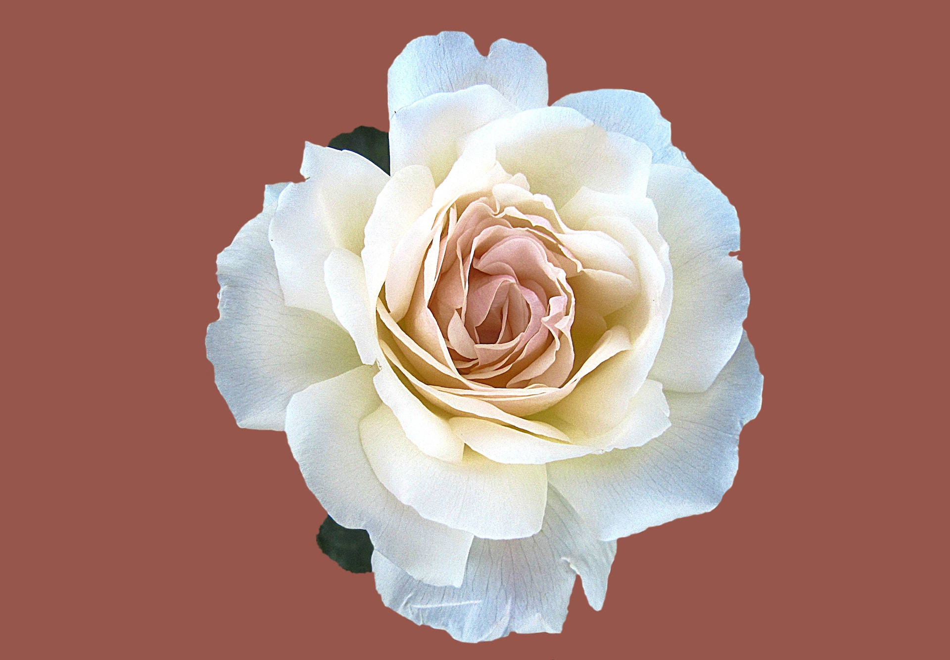 Rosa Vector Estética Fondos de pantalla