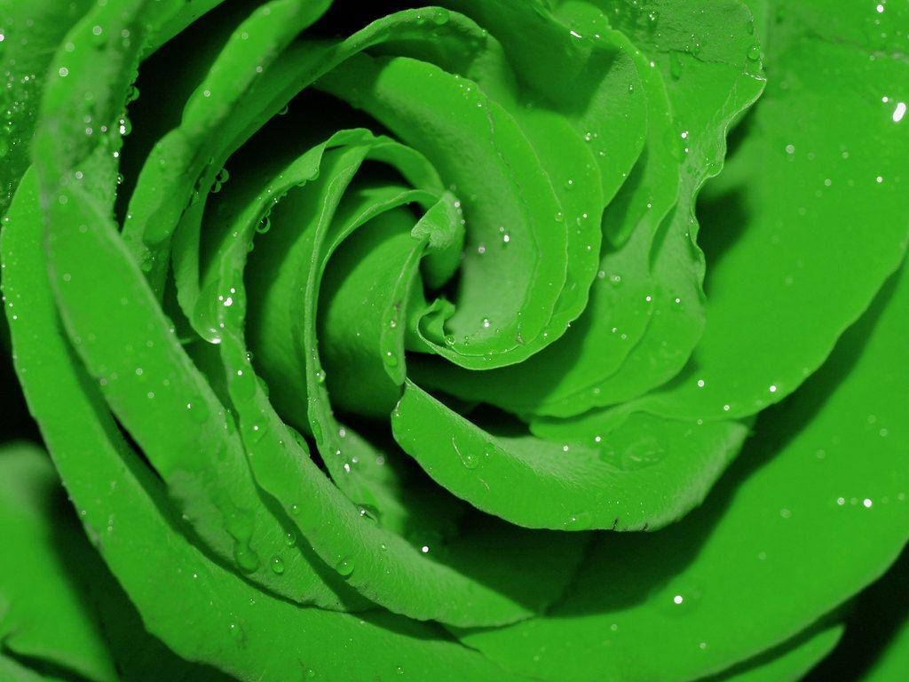 Rosa Verde Hijau Fondos de pantalla