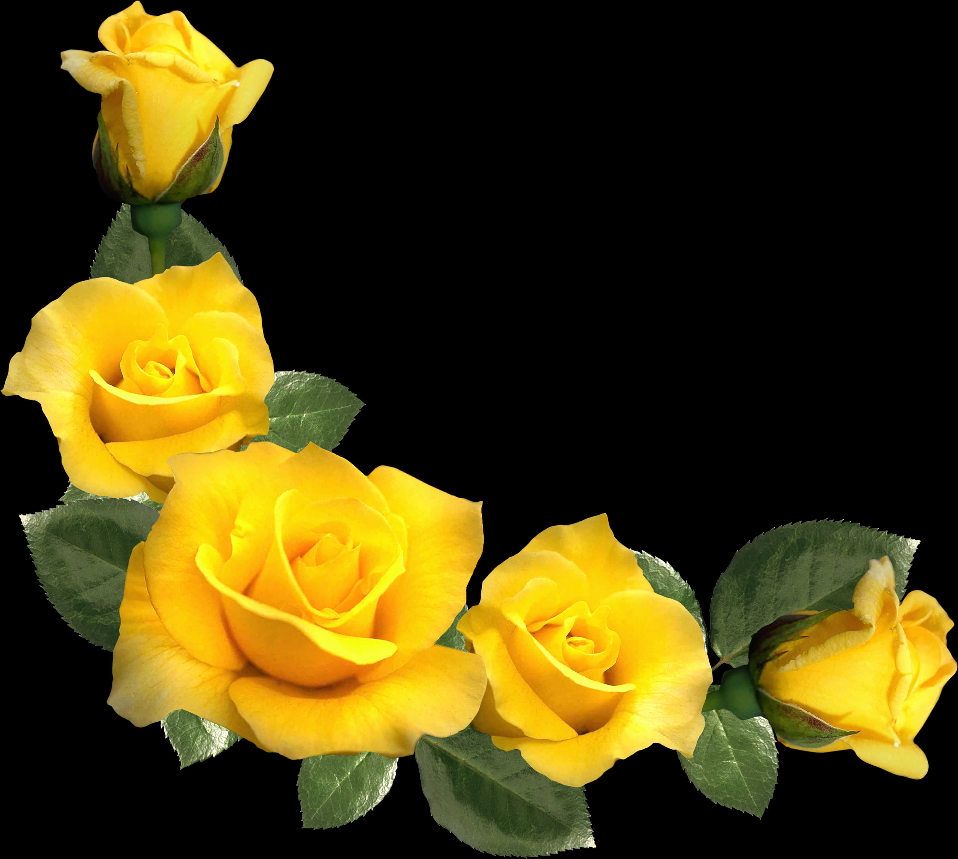 Rosas Amarillas Vibrantes Sobre Fondo Negro Fondos de pantalla