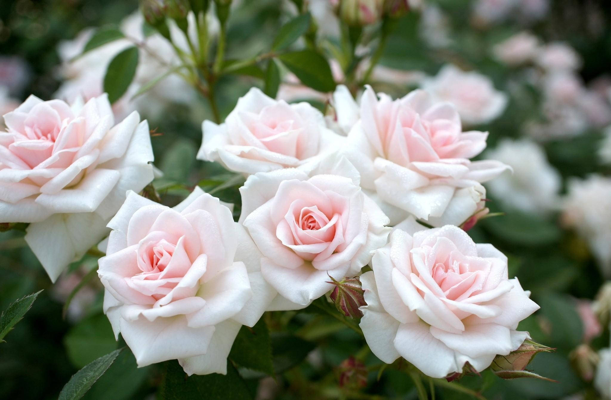 Rosas con bordes afilados Fondos de pantalla