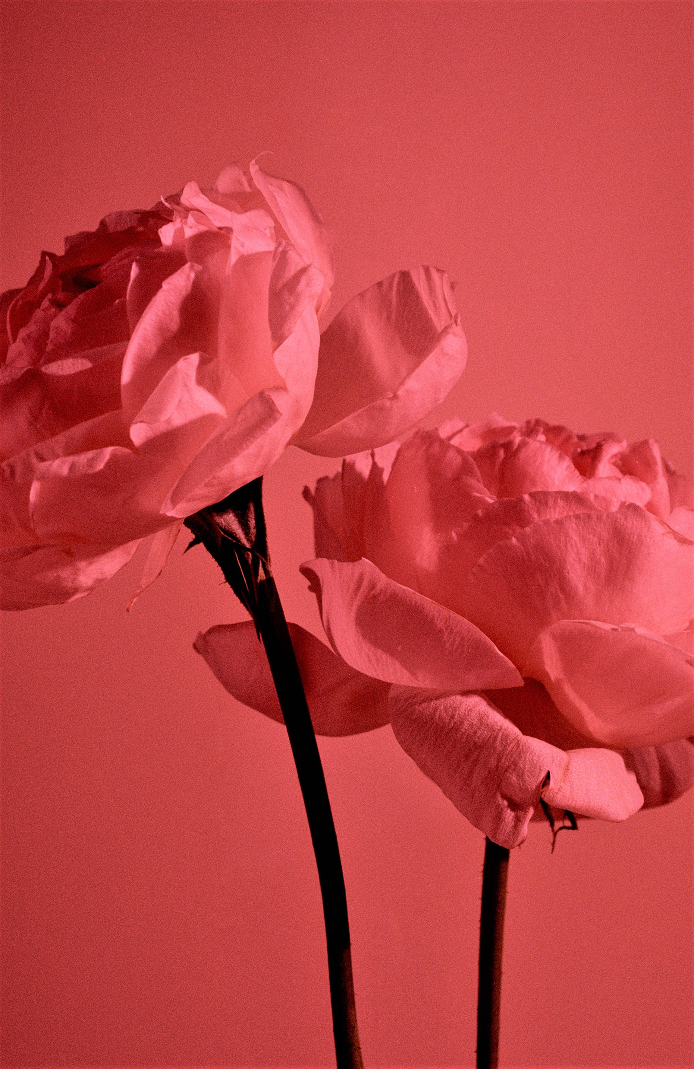 Rosas de Jardín Estéticas en Rojo Pastel Fondos de pantalla
