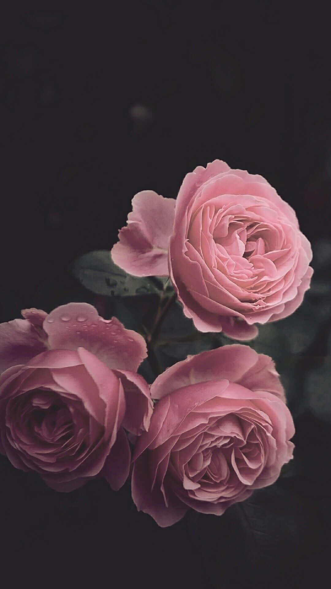 Rosas en tono rosa estético para iPhone Fondos de pantalla