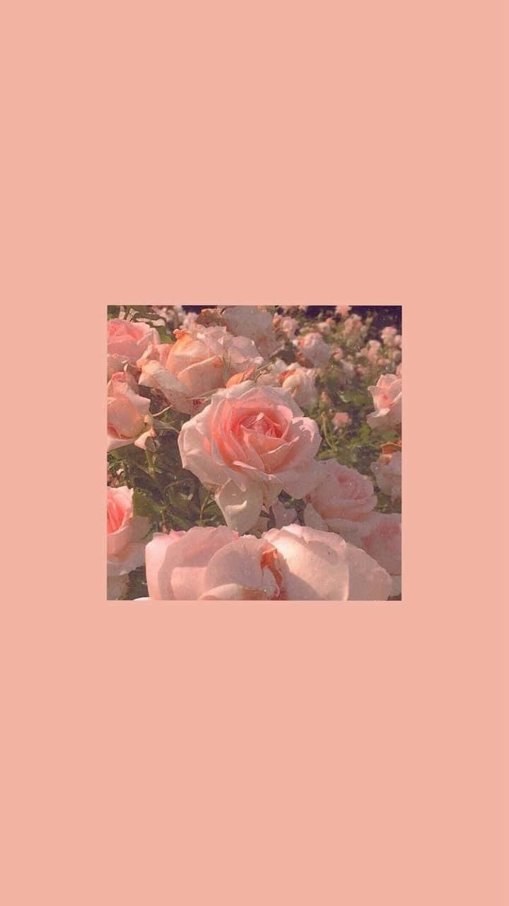 Rosas Estéticas de un Solo Color Fondos de pantalla