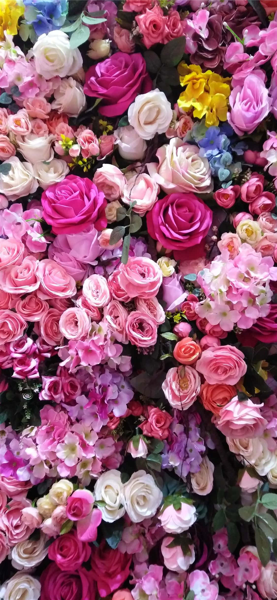 Rosas Eternas Elegantes en Plena Floración Fondos de pantalla