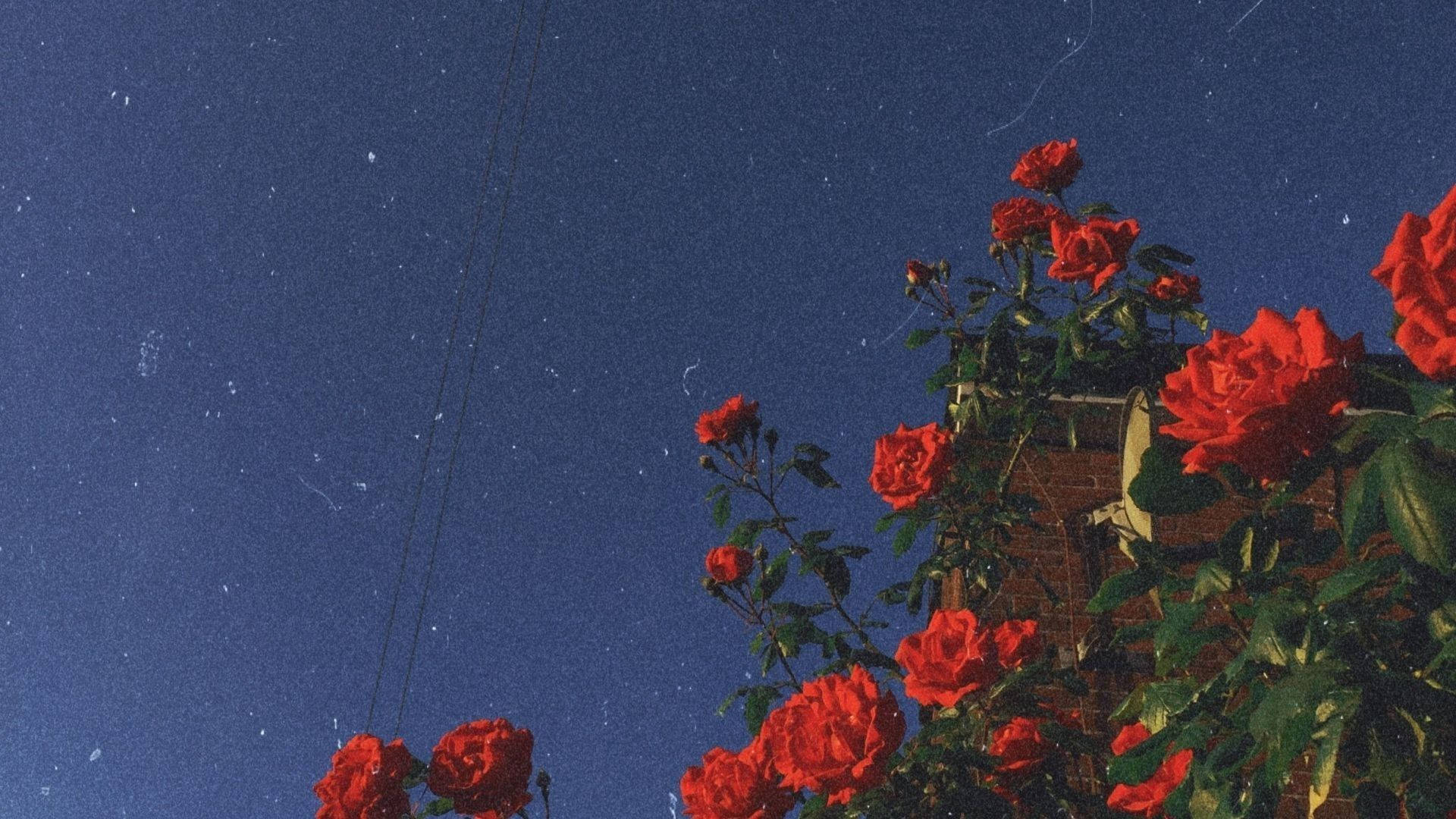 Rosas Flores Estéticas Fondos de pantalla