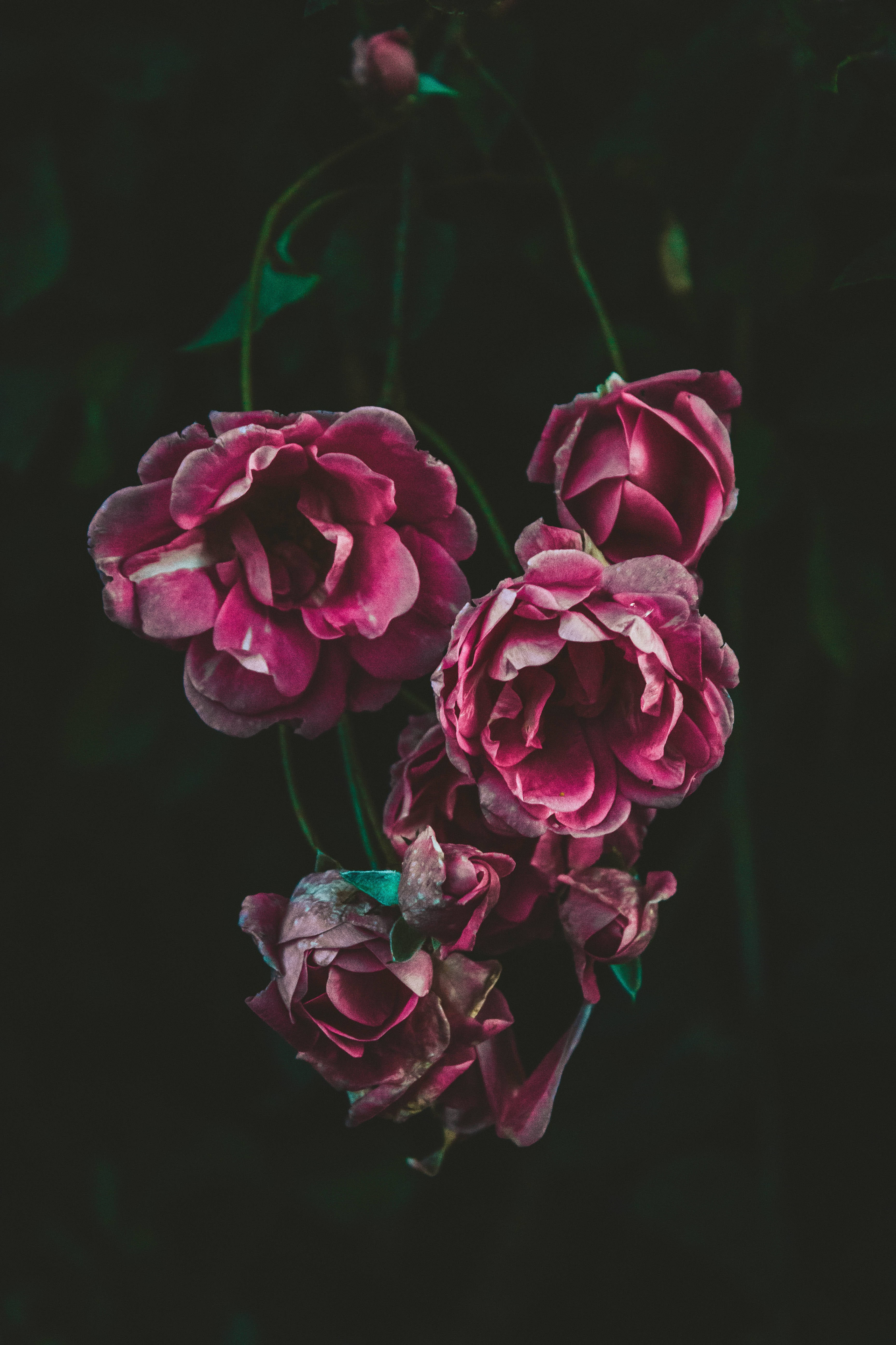 Rosas Lavanda en Enredadera Fondos de pantalla
