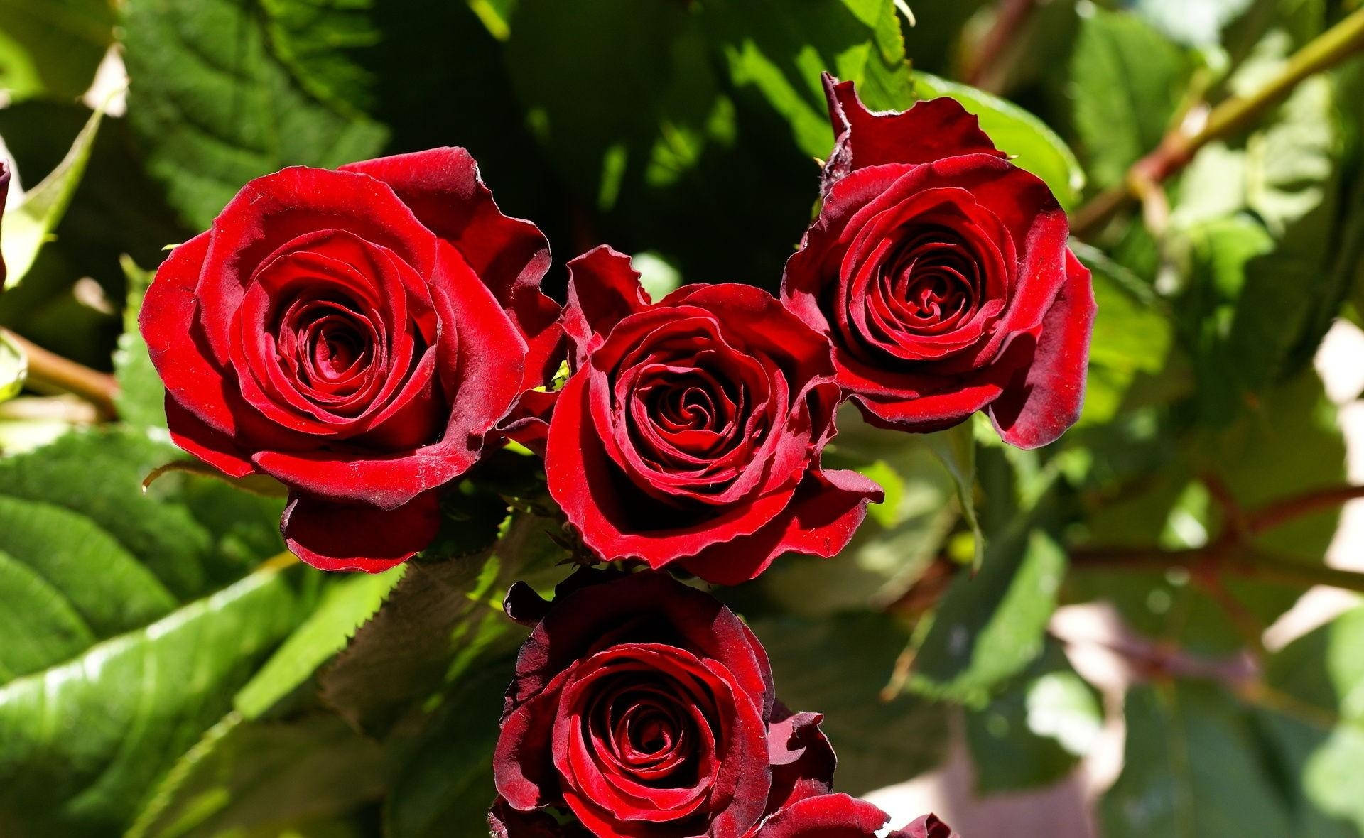 Rosas Rojas Afiladas Fondos de pantalla