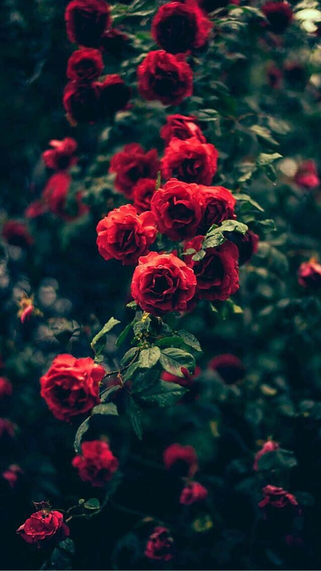 rosas rojas en la oscuridad Fondos de pantalla