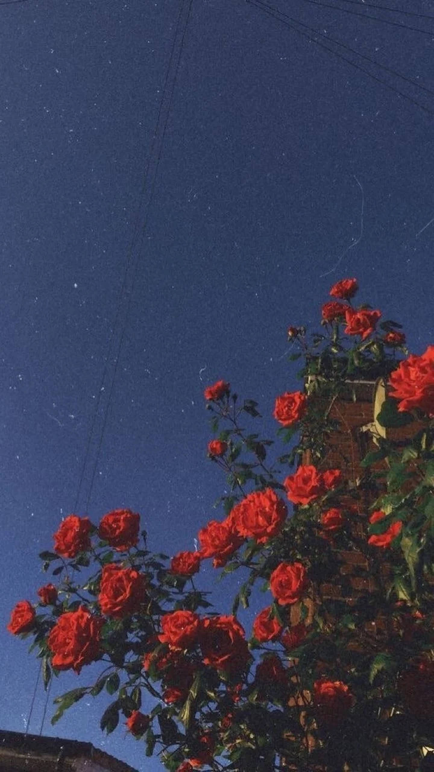 Rosas Rojas Estéticas para iPhone Fondos de pantalla